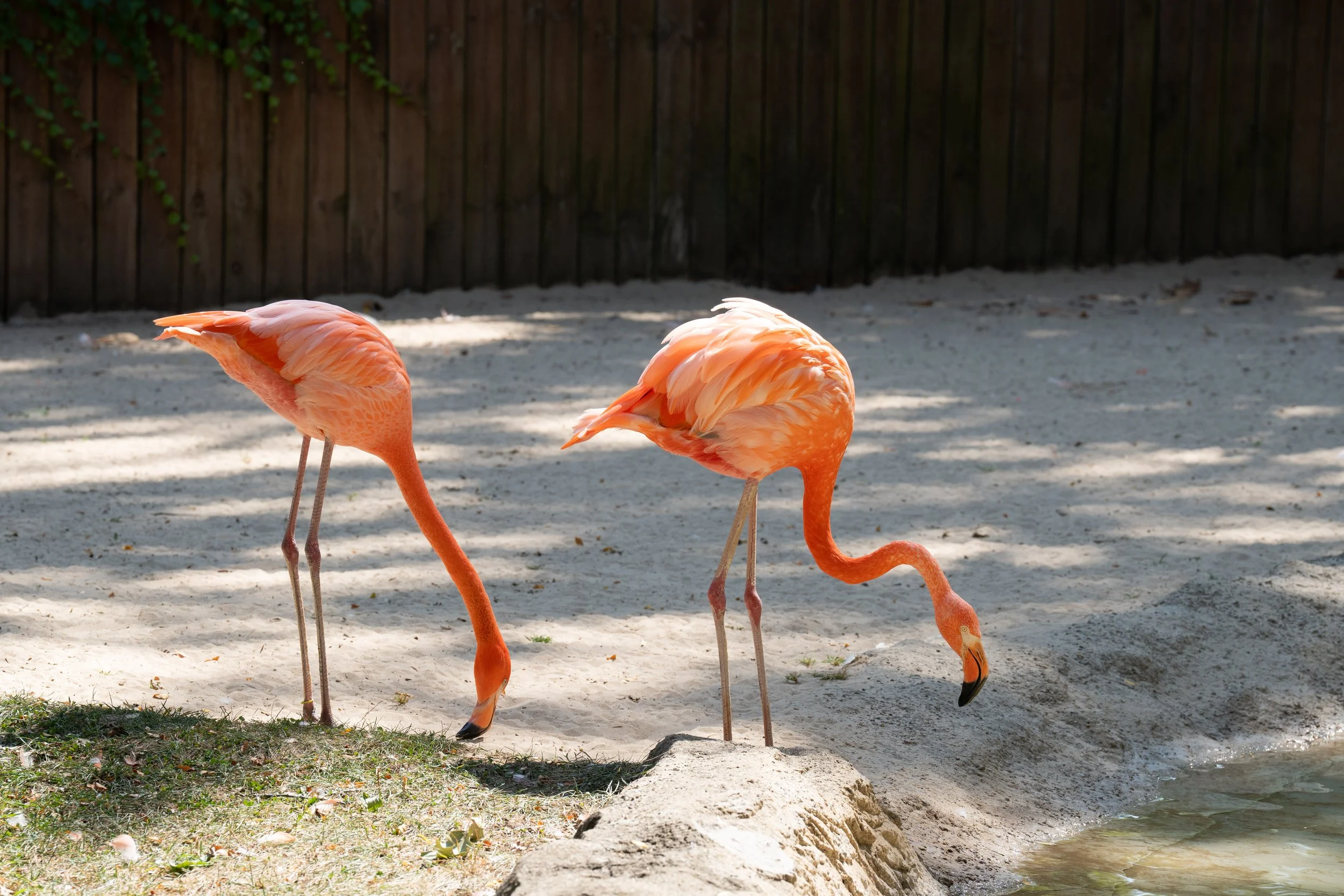 Zoo-28.jpg