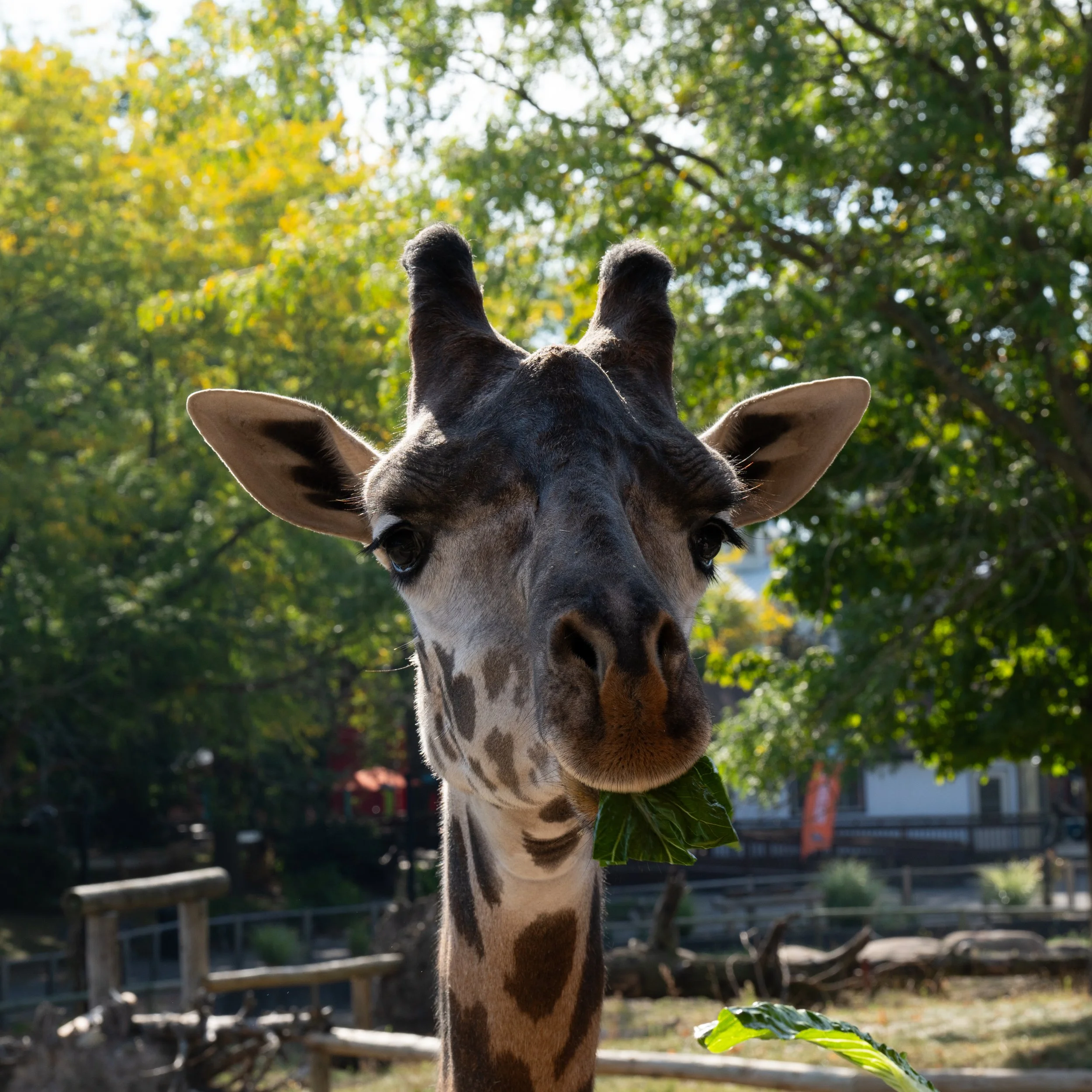 Zoo-8.jpg