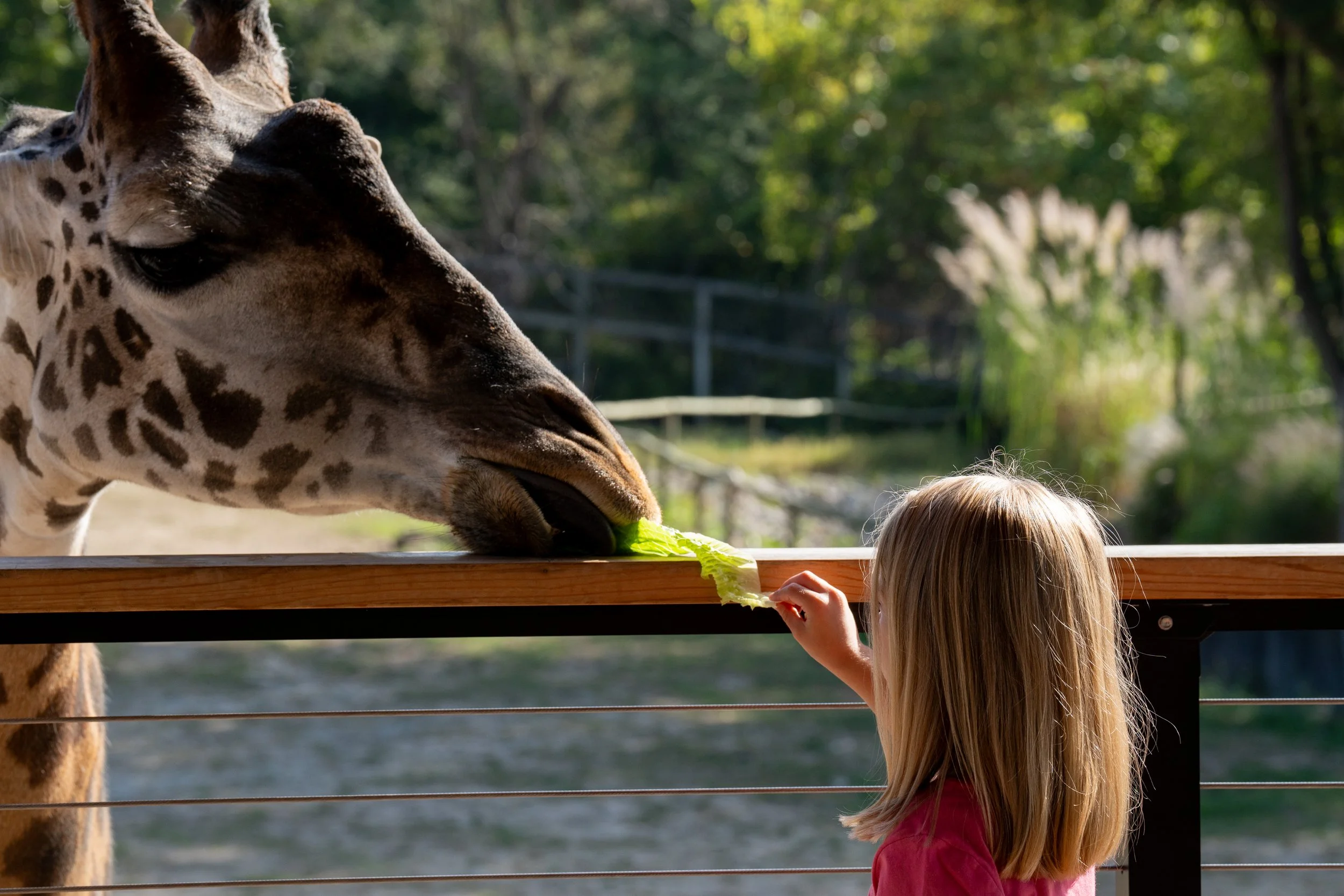 Zoo-14.jpg