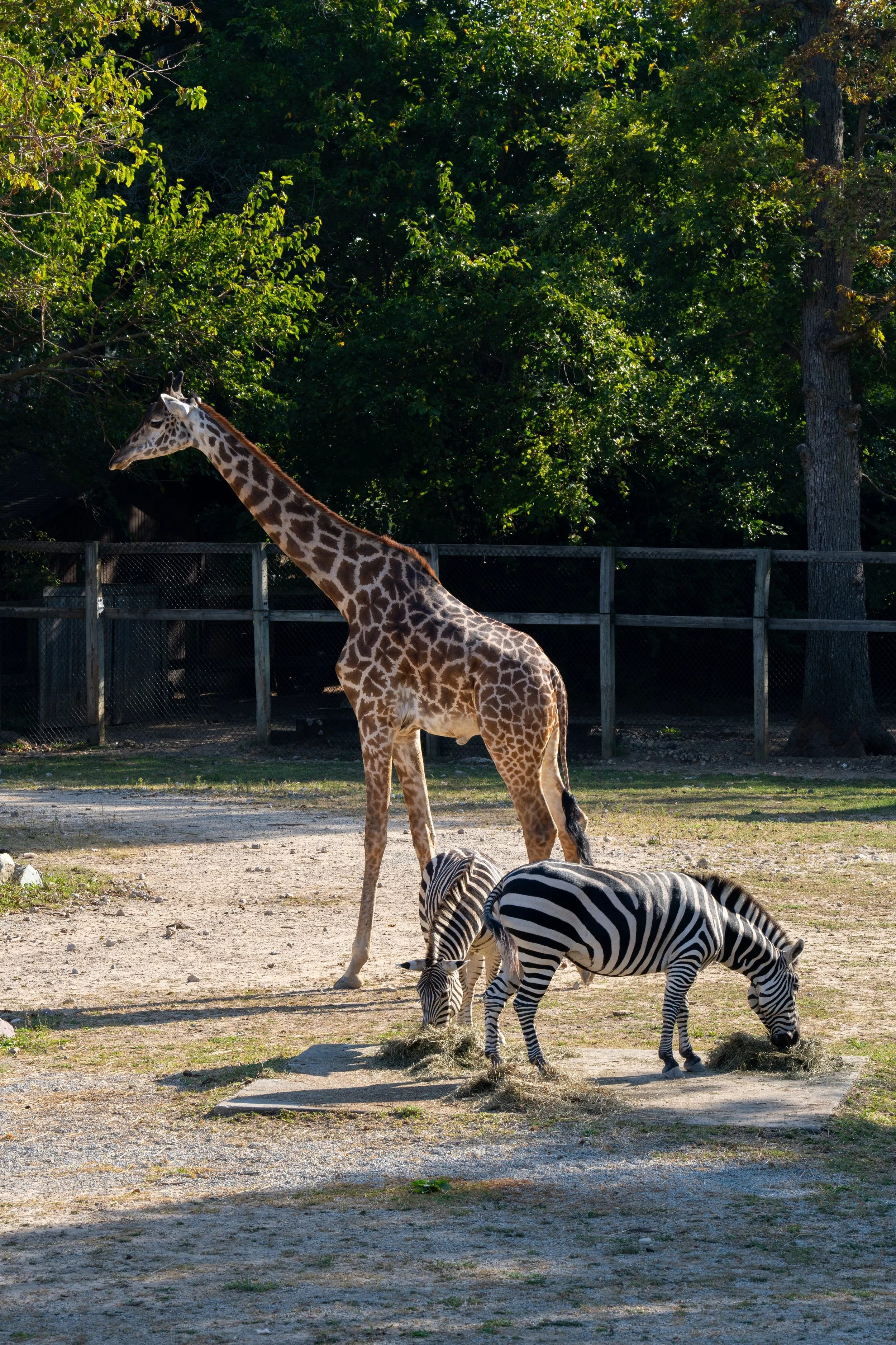 Zoo-3.jpg