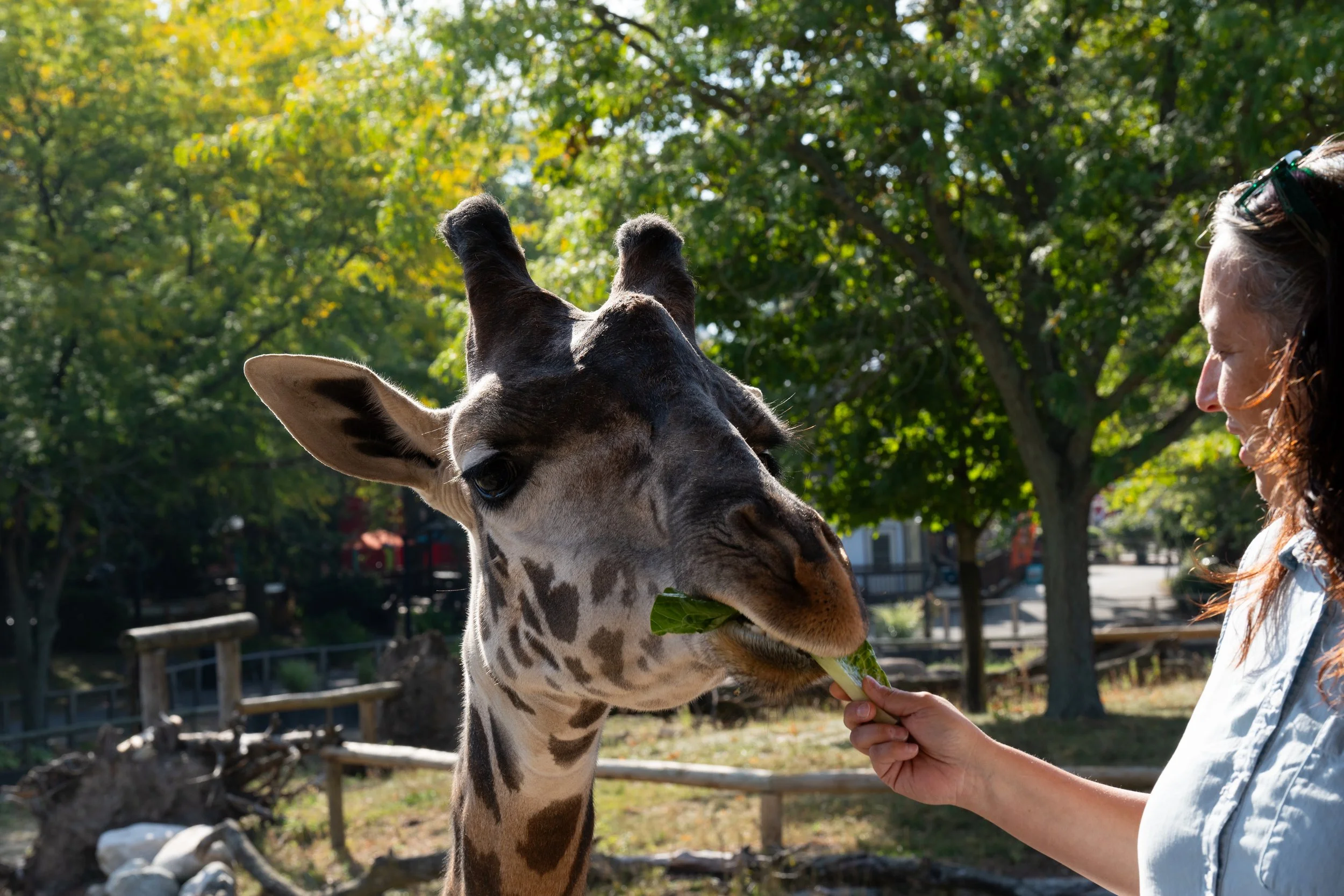 Zoo-9.jpg