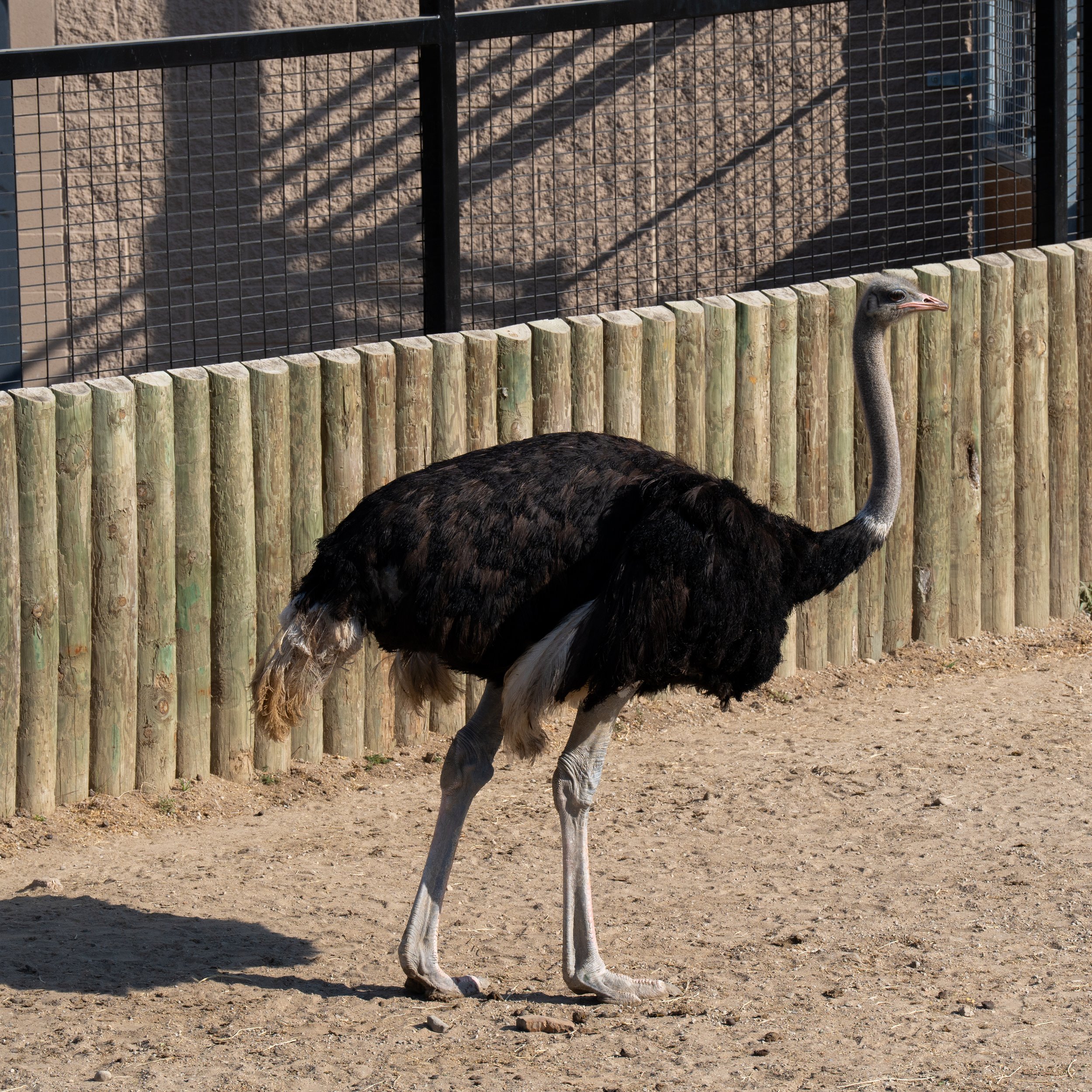 Zoo-11.jpg