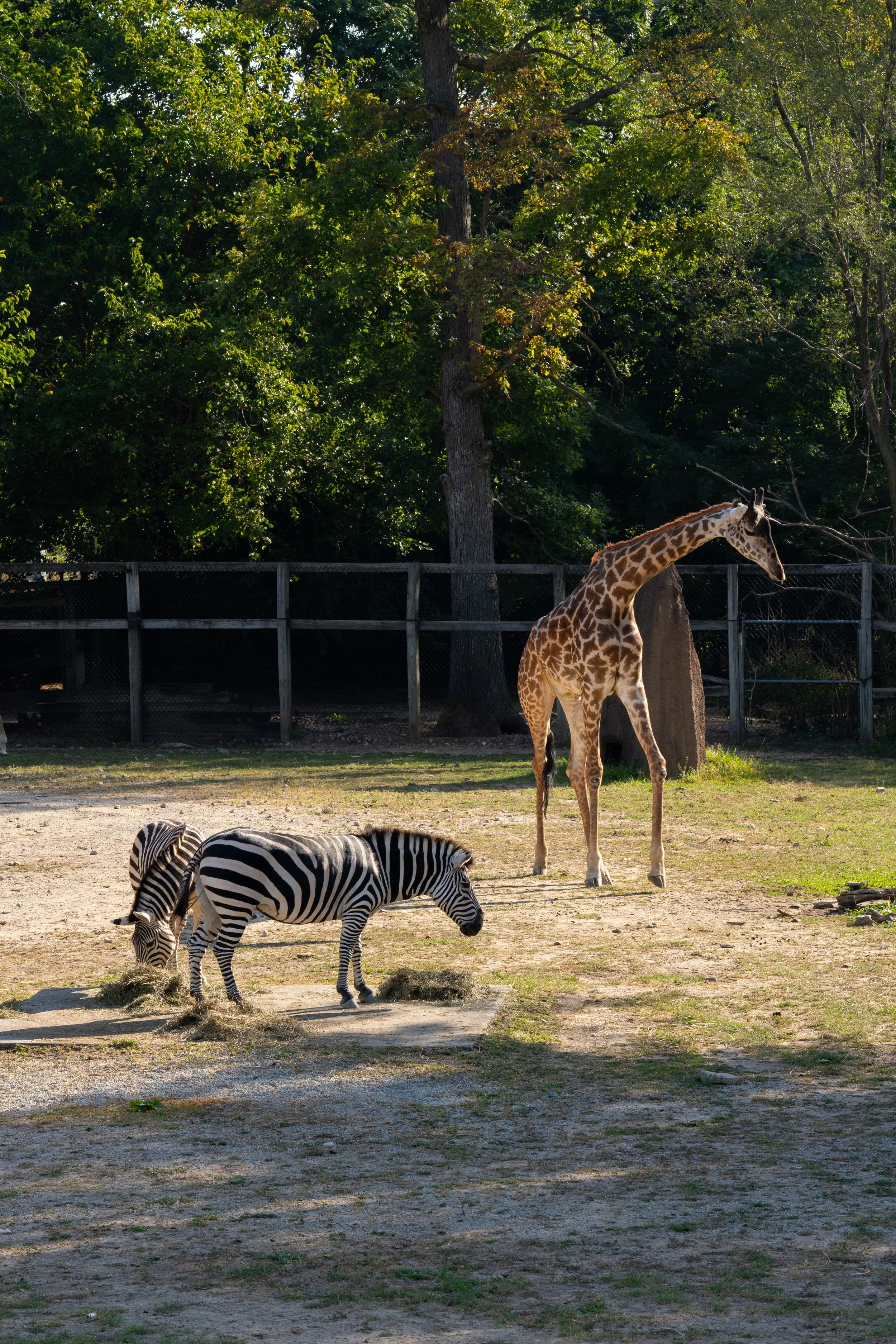Zoo-2.jpg