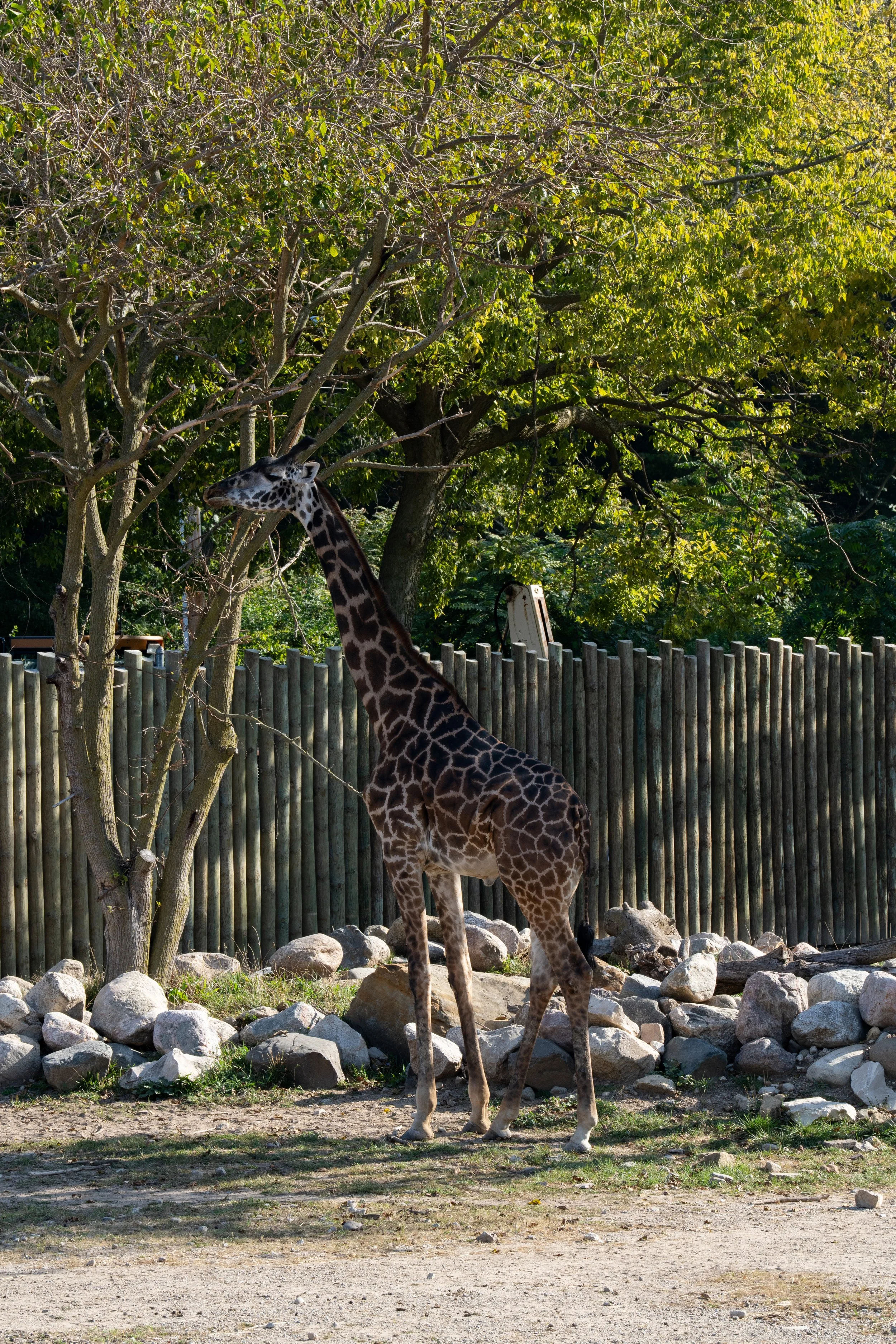 Zoo-4.jpg