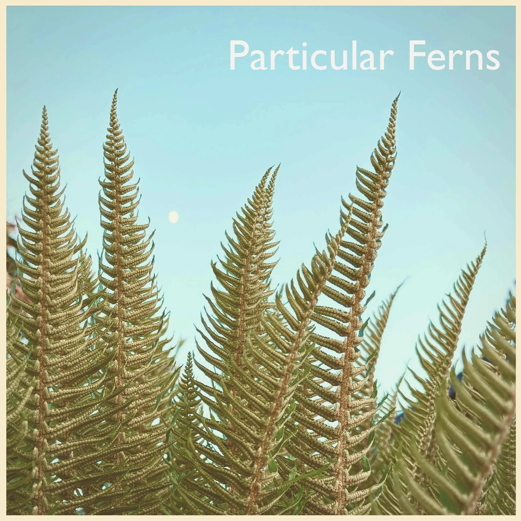 Particular Ferns at Moosewood Loft