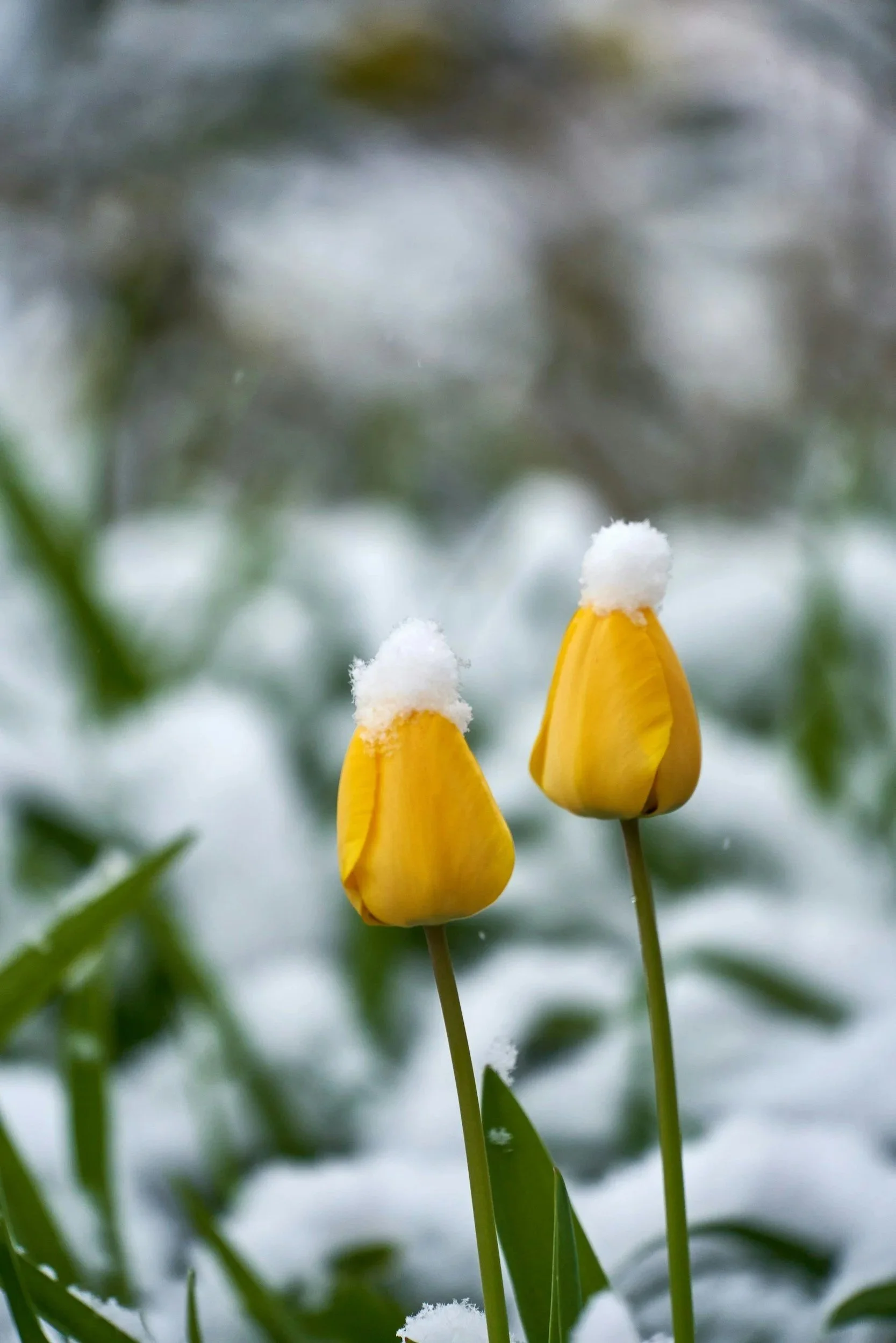 Spring Renewal and Personal Growth                             (For the Parent and the Child)&nbsp;&nbsp;