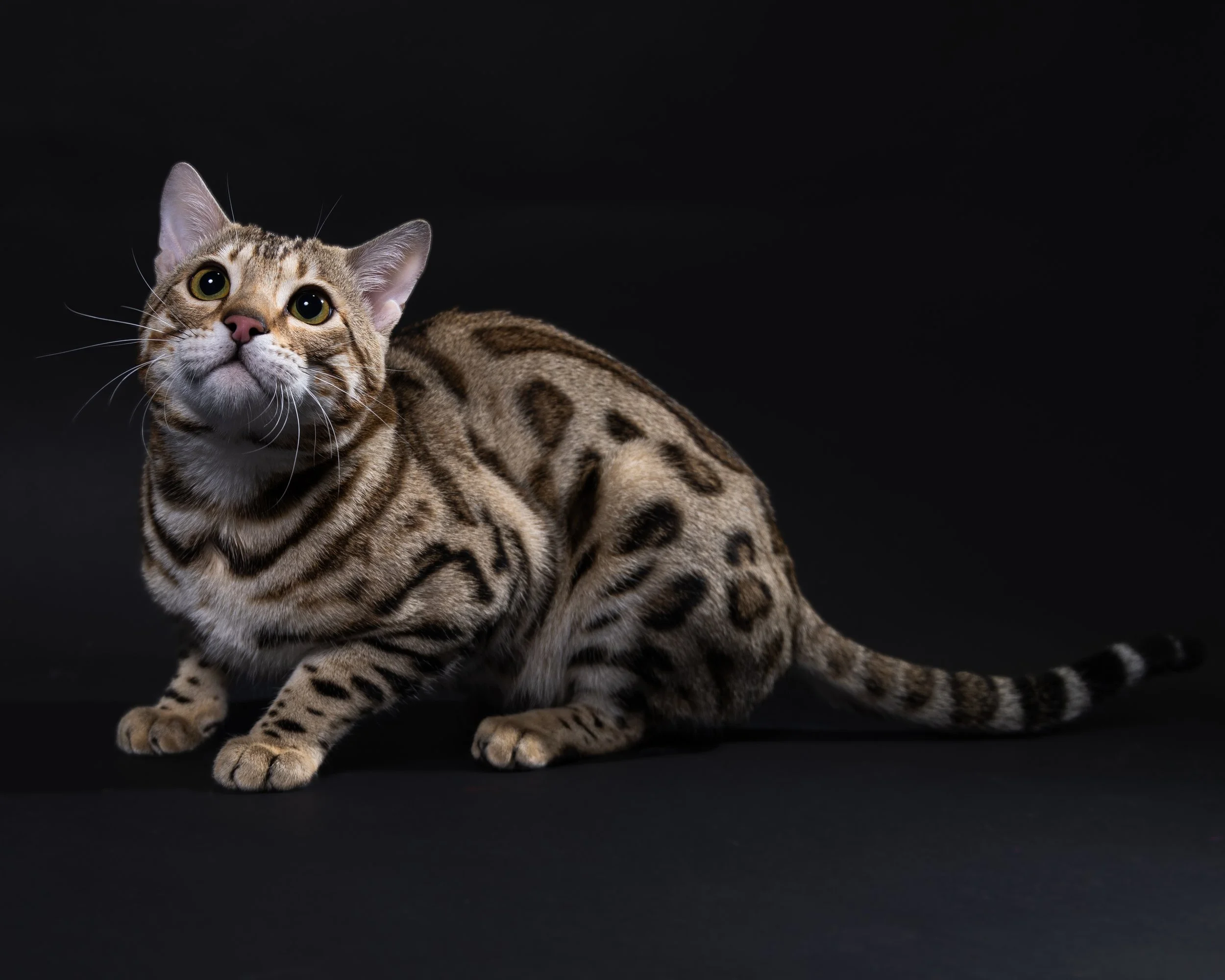 An exotic cat with a spotted coat, sitting on a black background, looking upward.