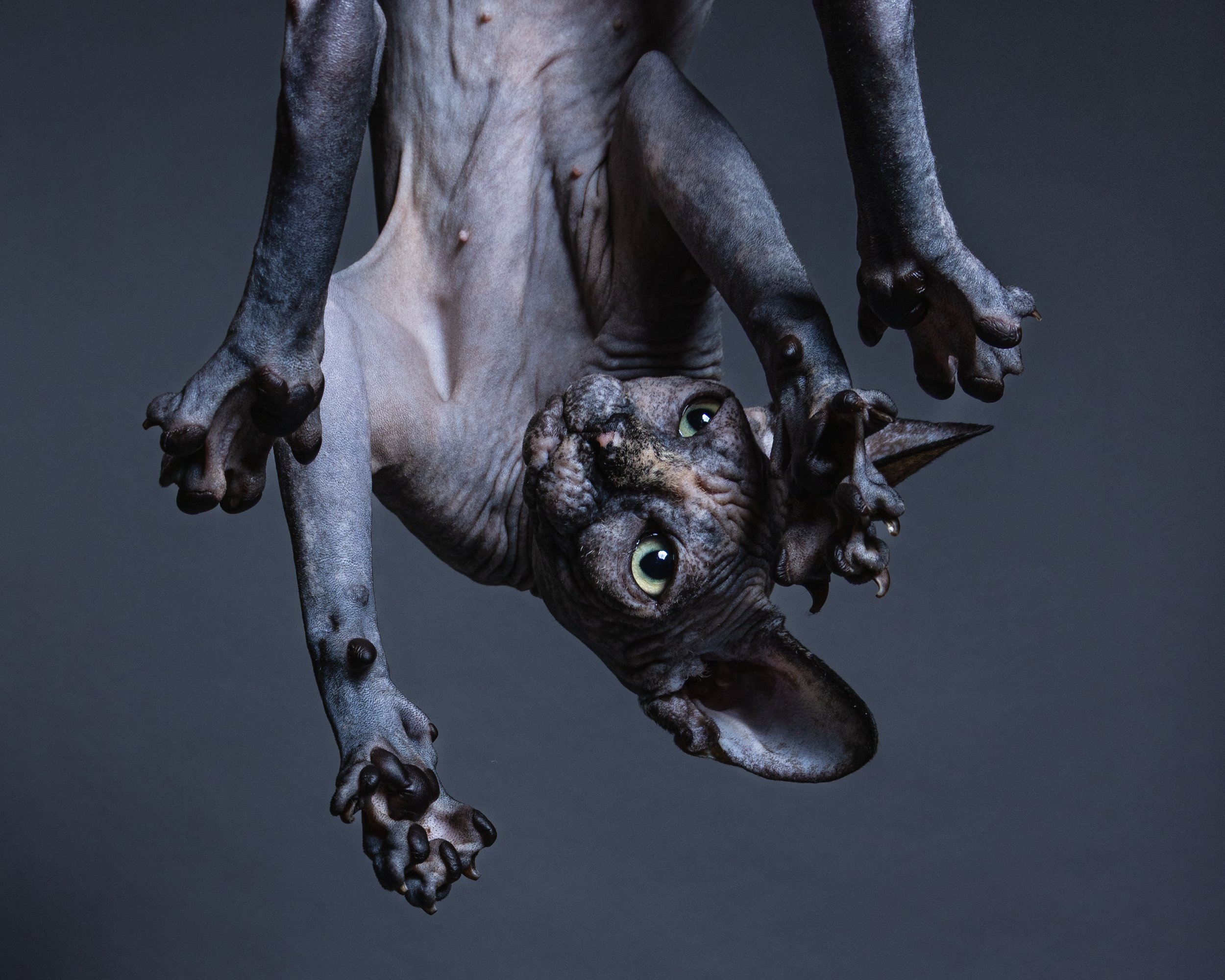 Hanging hairless Sphynx cat upside down with wide eyes and ears against a dark background.