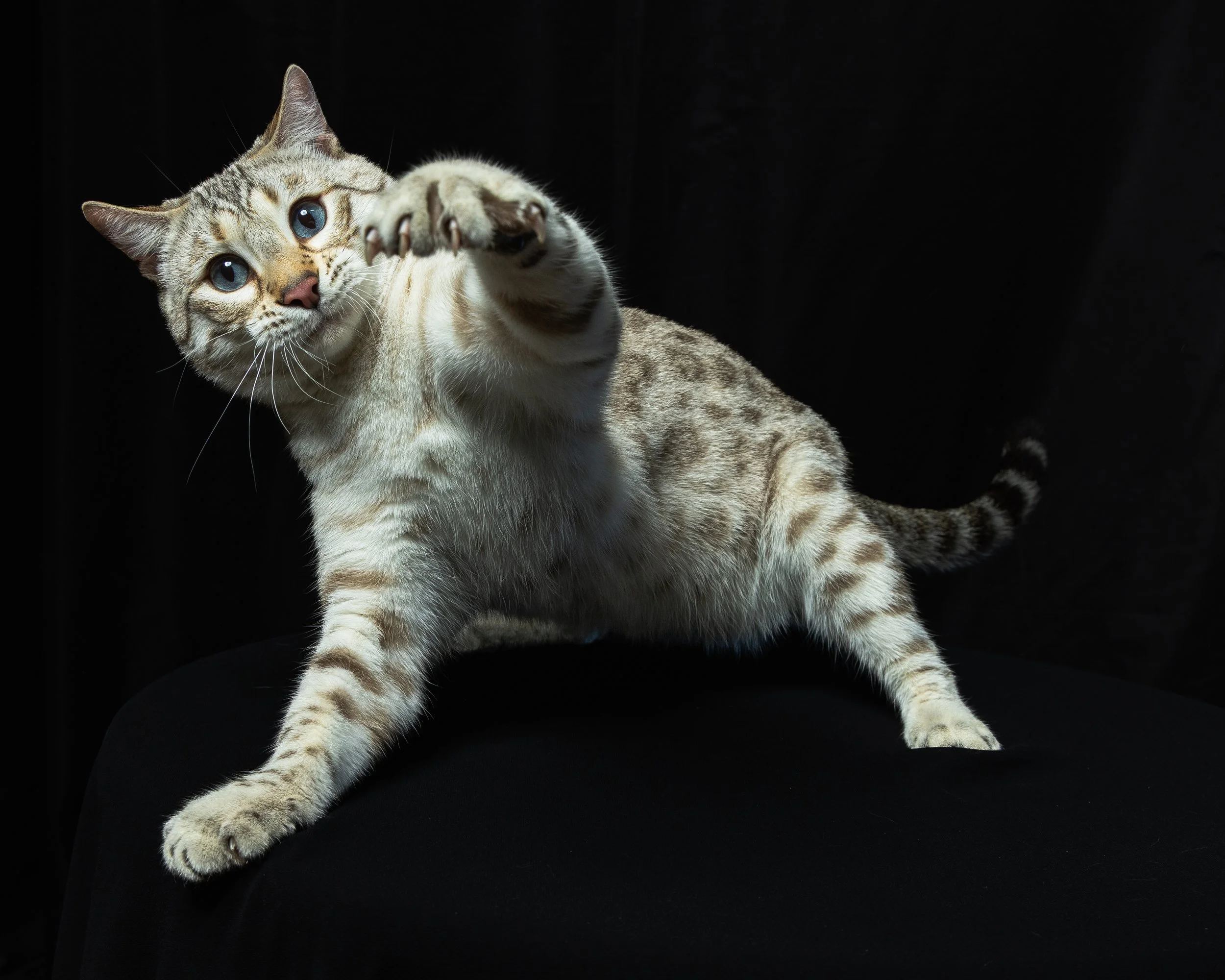 A tabby cat with blue eyes reaching out with a paw, against a dark background.