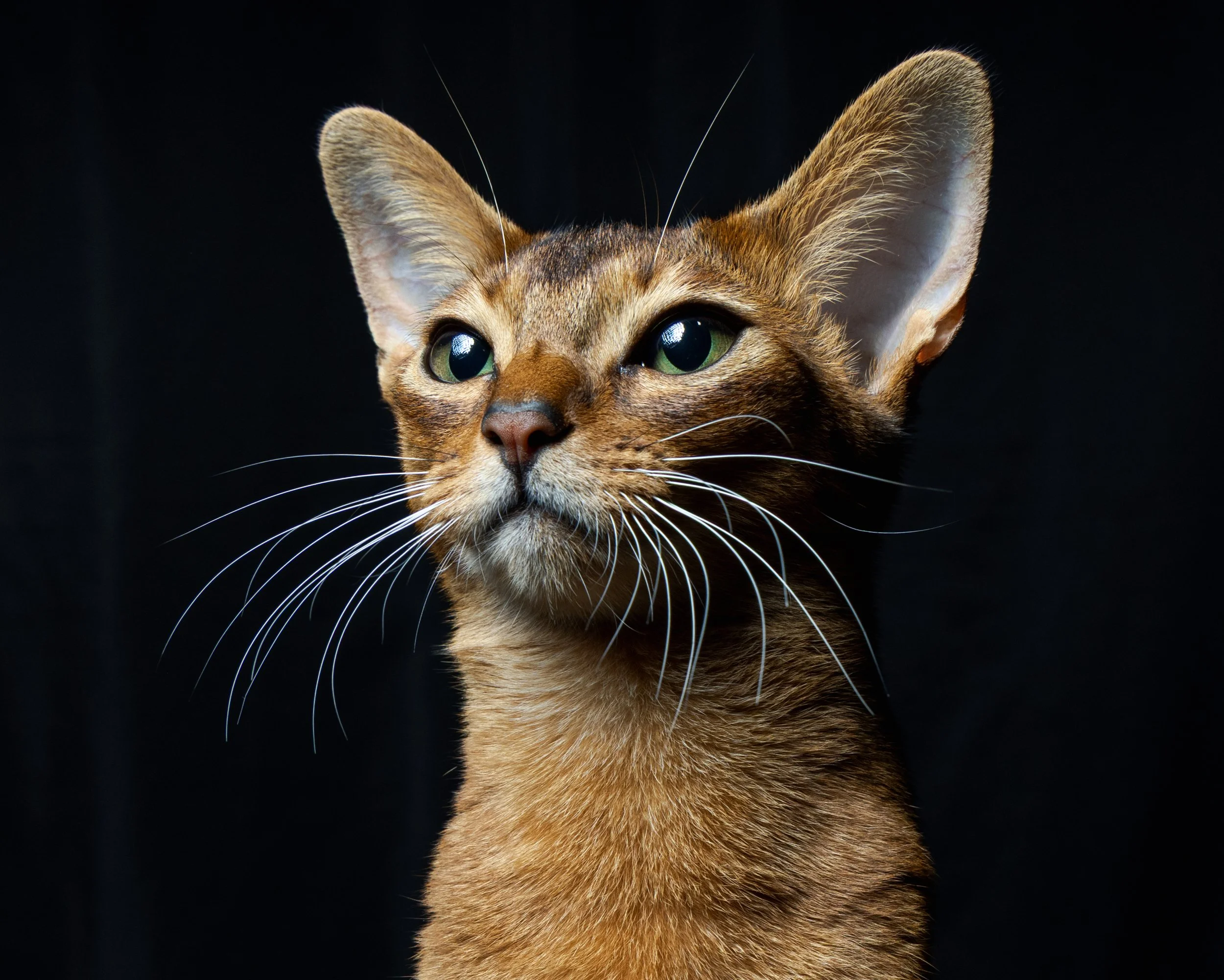 A close-up of a brown cat with green eyes and prominent whiskers, looking slightly upward against a dark background.