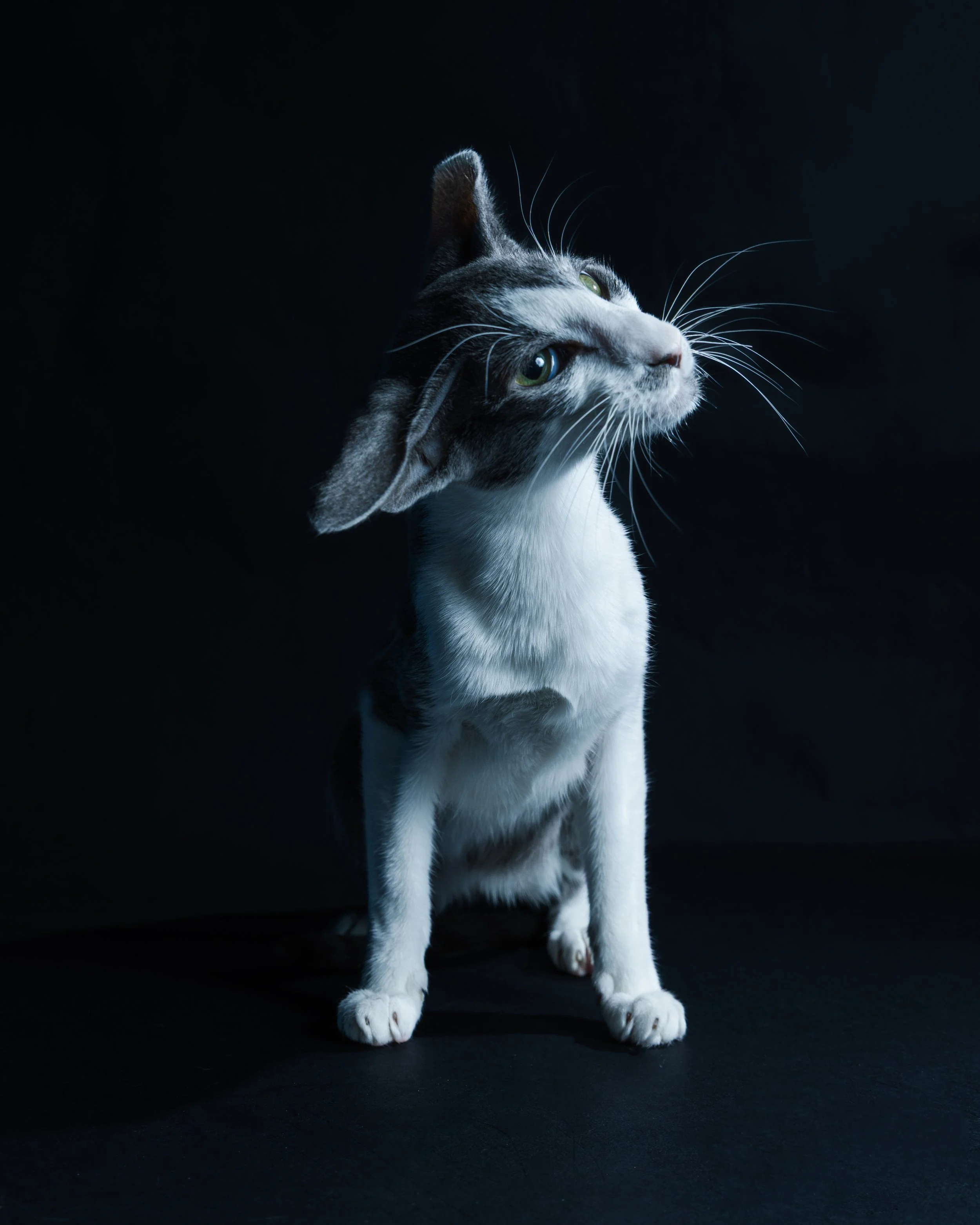 Black and white cat sitting against a dark background, looking sideways.