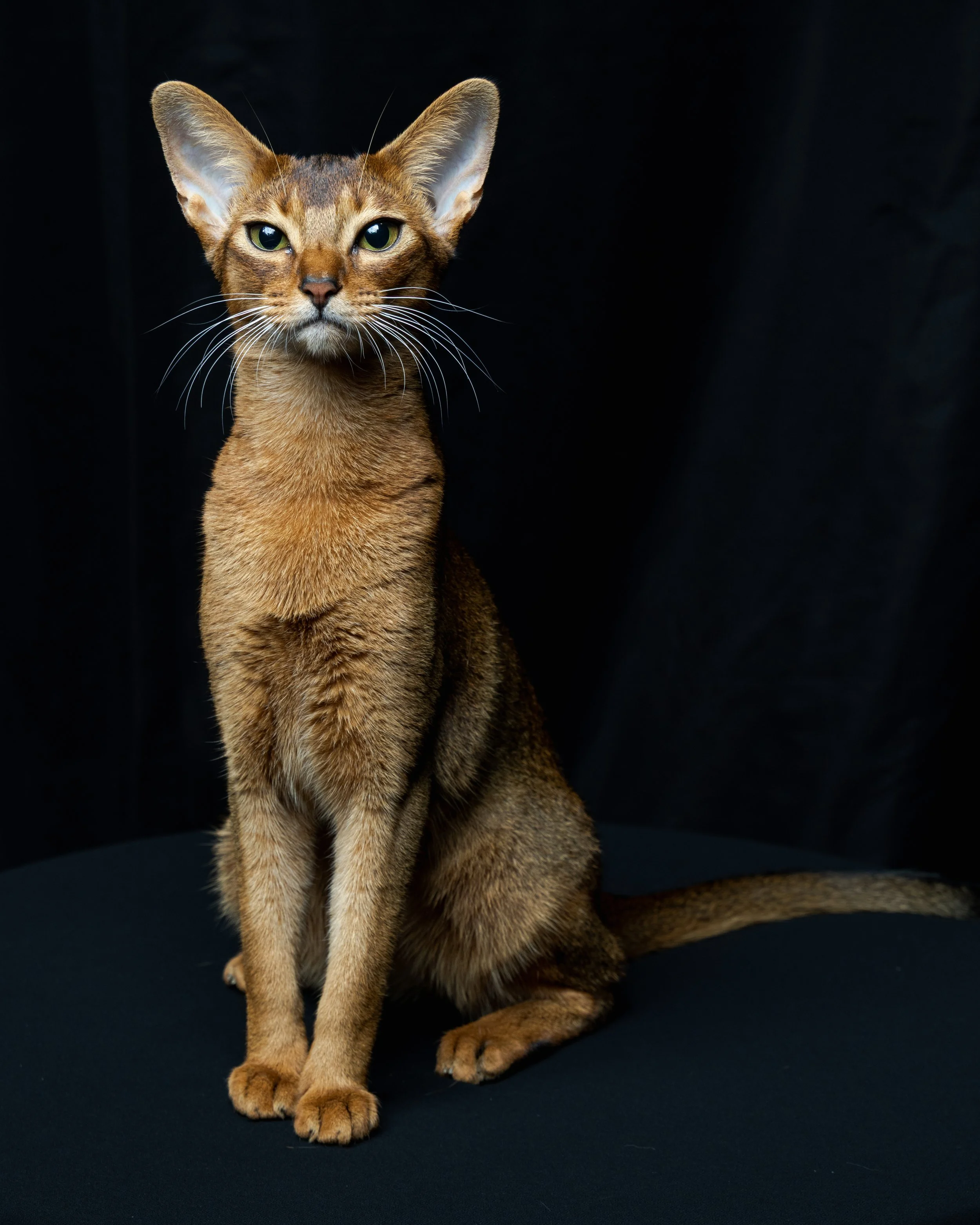 A sleek, brown Abyssinian cat sitting on a black surface against a black backdrop, gazing directly at the camera.