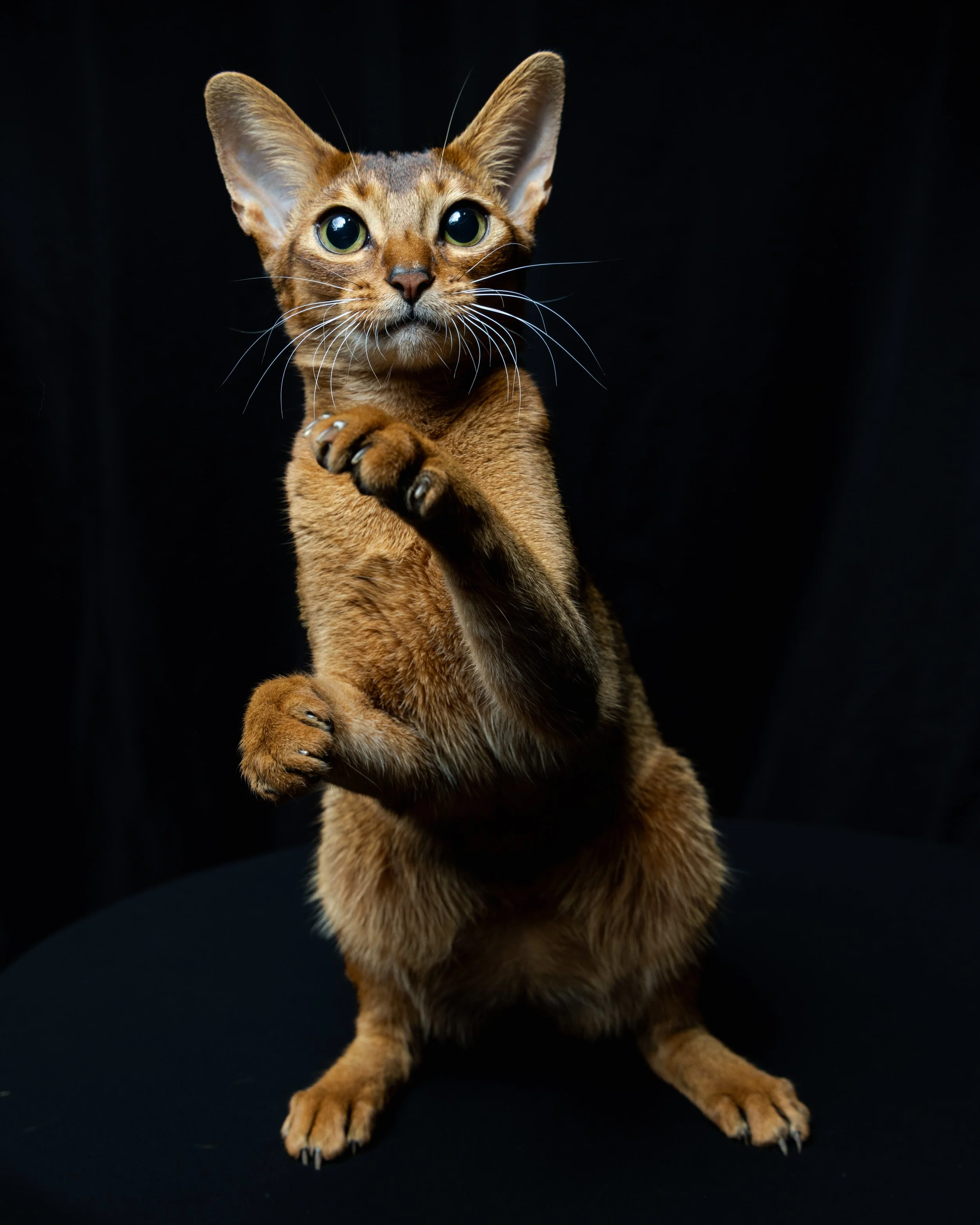 A brown Abyssinian cat with large green eyes standing on its hind legs with one paw raised against a black background.