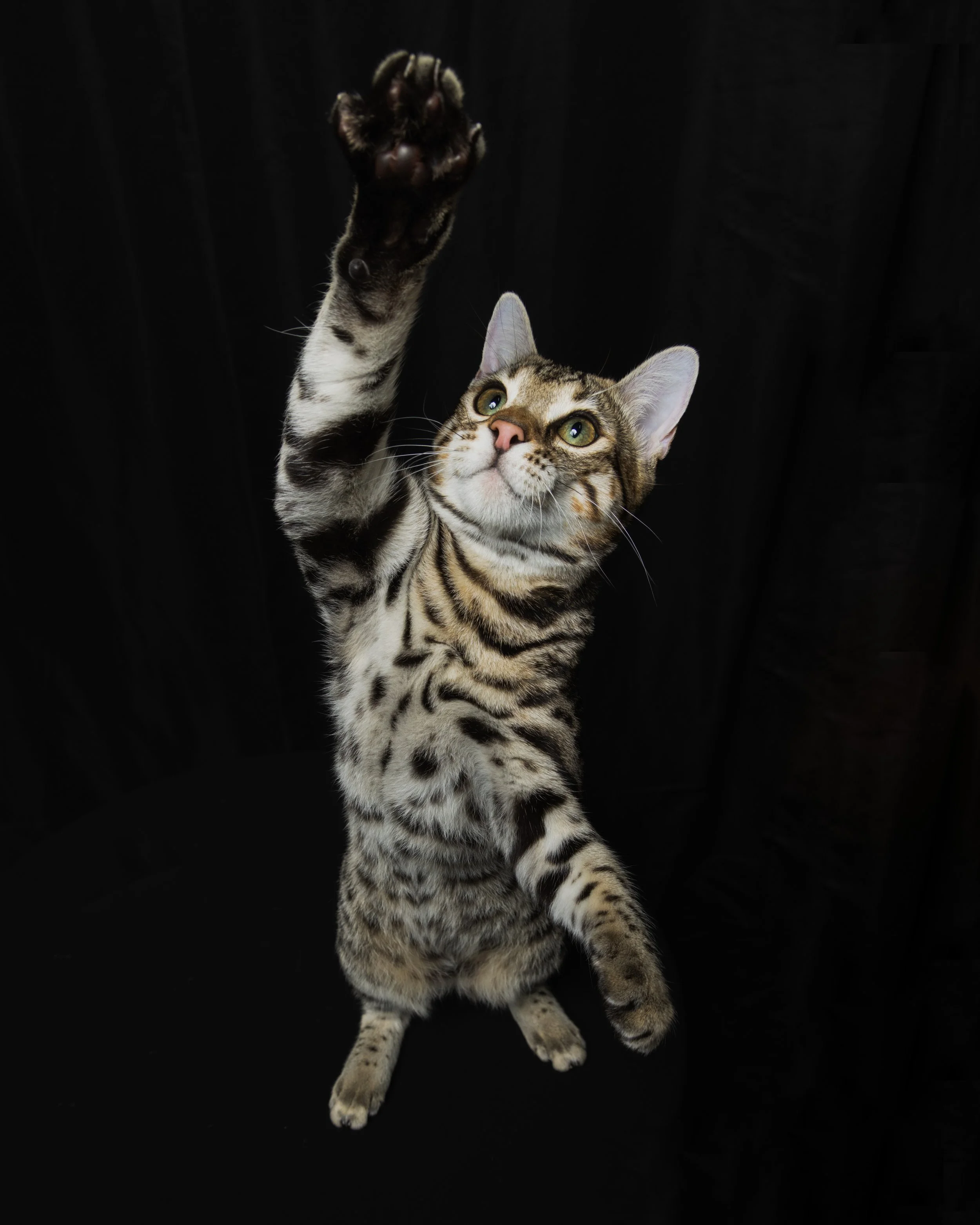 A Bengal cat reaching upward with one paw against a black background.