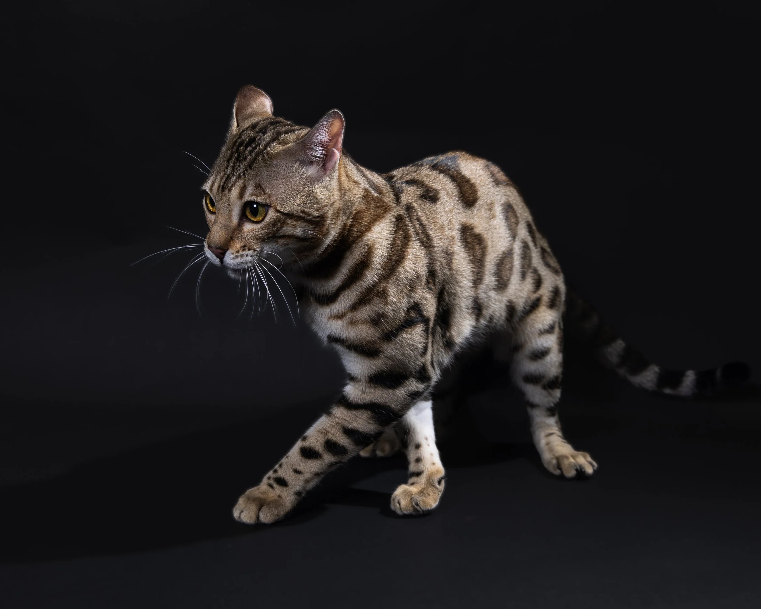 A Bengal cat with a spotted coat on a black background, appearing alert and focused.