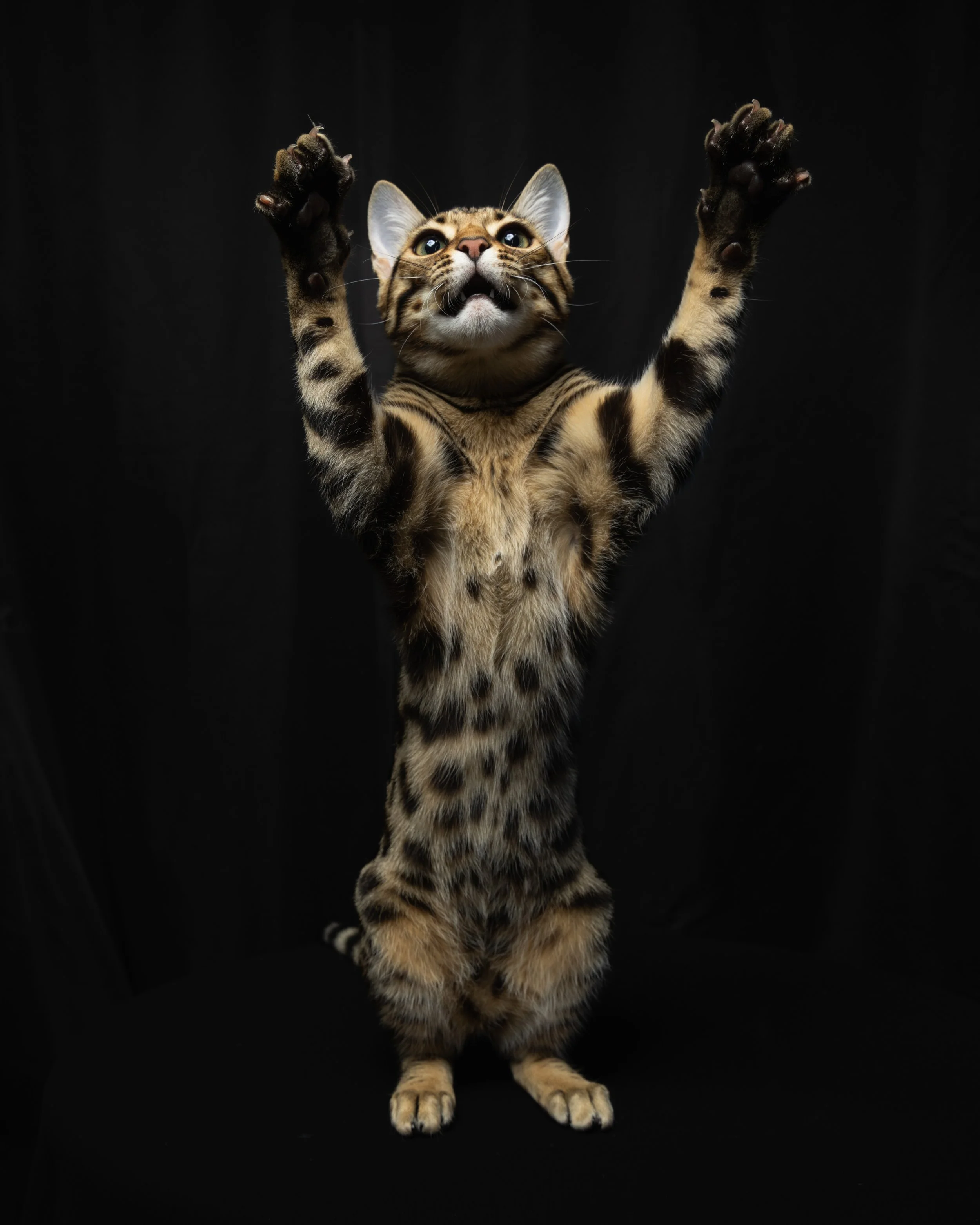 A Bengal cat standing on its hind legs with front paws raised, against a black background.