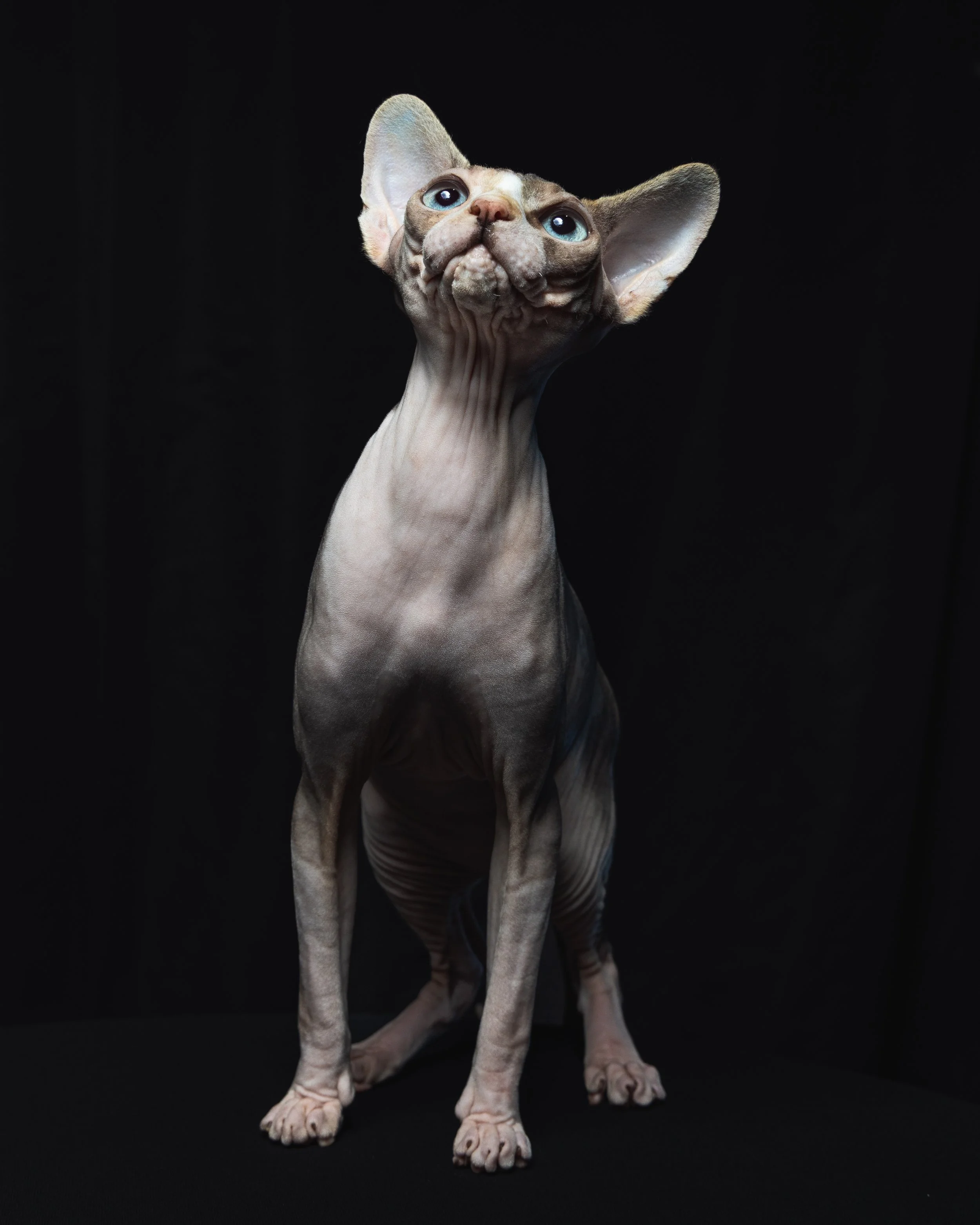 A Sphynx cat with large ears and wide eyes sitting against a black background.