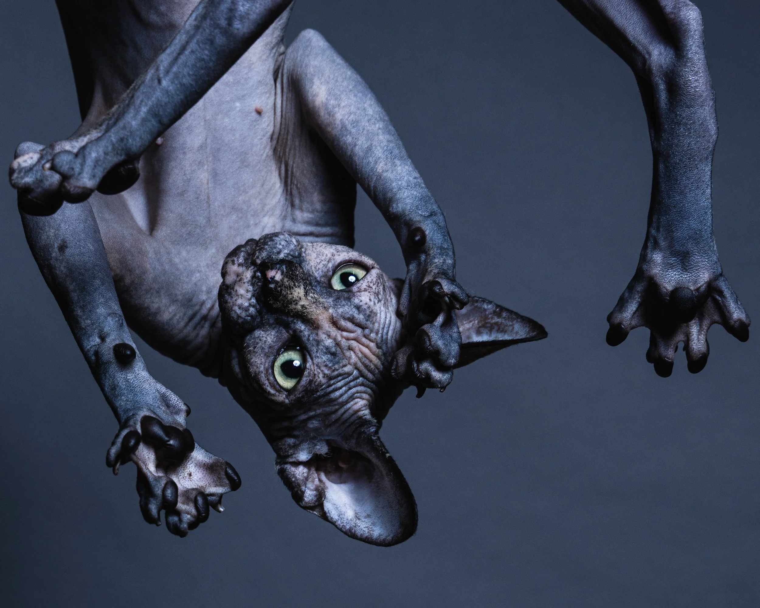 A hairless Sphynx cat hanging upside down with big green eyes, against a dark background.