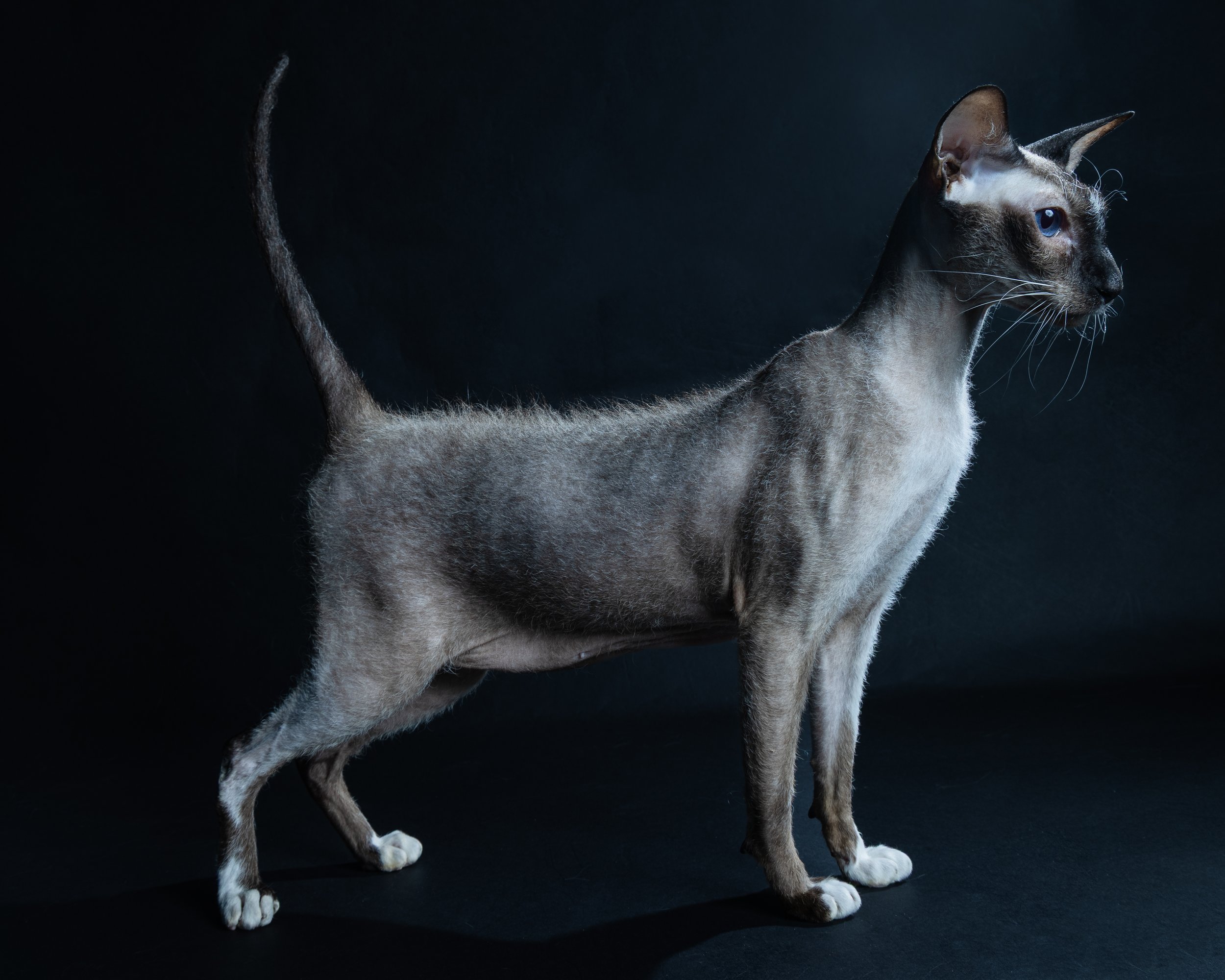 Siamese cat with a sleek body, blue eyes, and short fur, standing against a dark background.