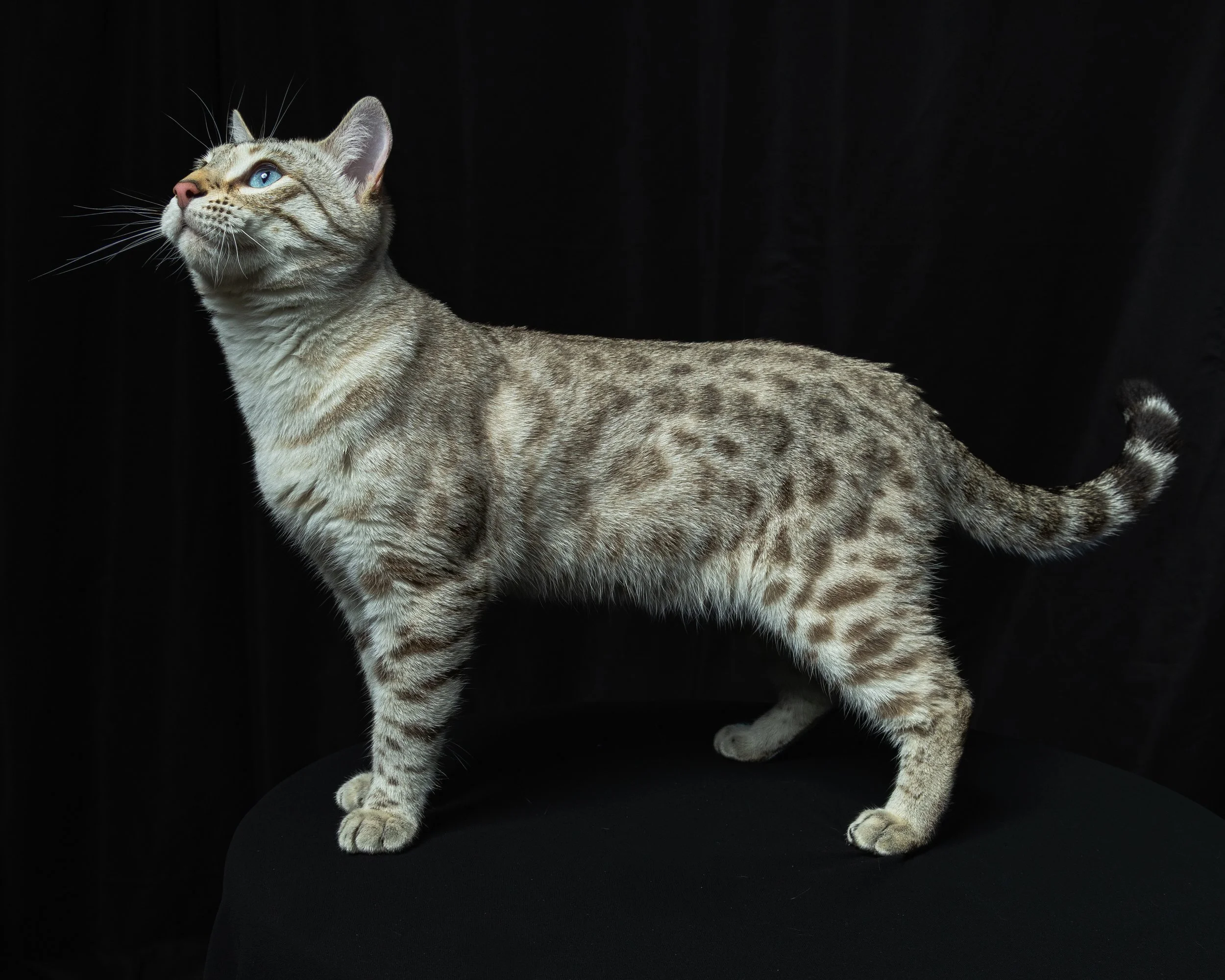 Domestic cat with blue eyes standing on black surface against black background
