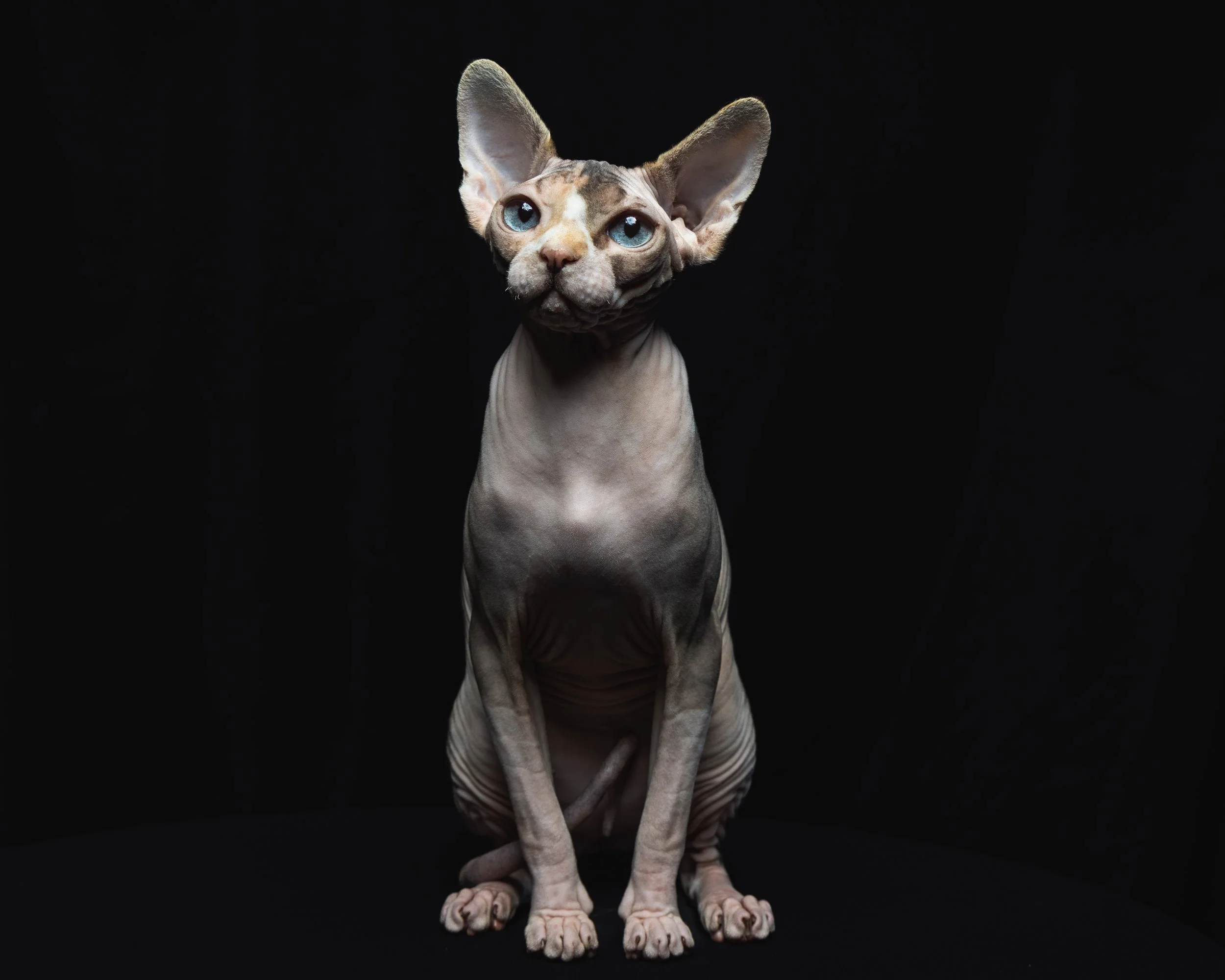 A hairless Sphynx cat with large ears and blue eyes sitting against a black background.