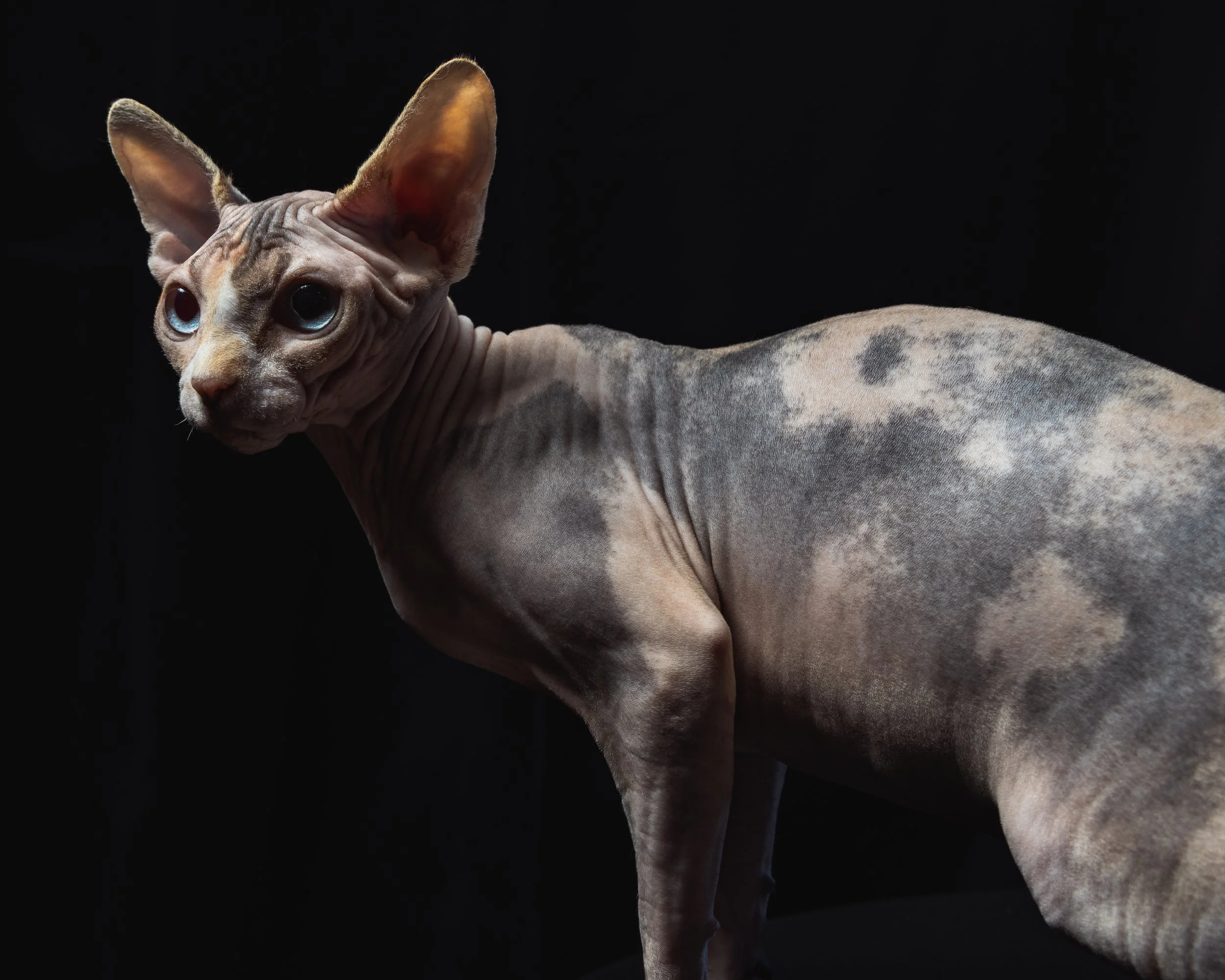 Sphynx cat with hairless, wrinkled skin, large ears, and blue eyes, facing left against a black background.