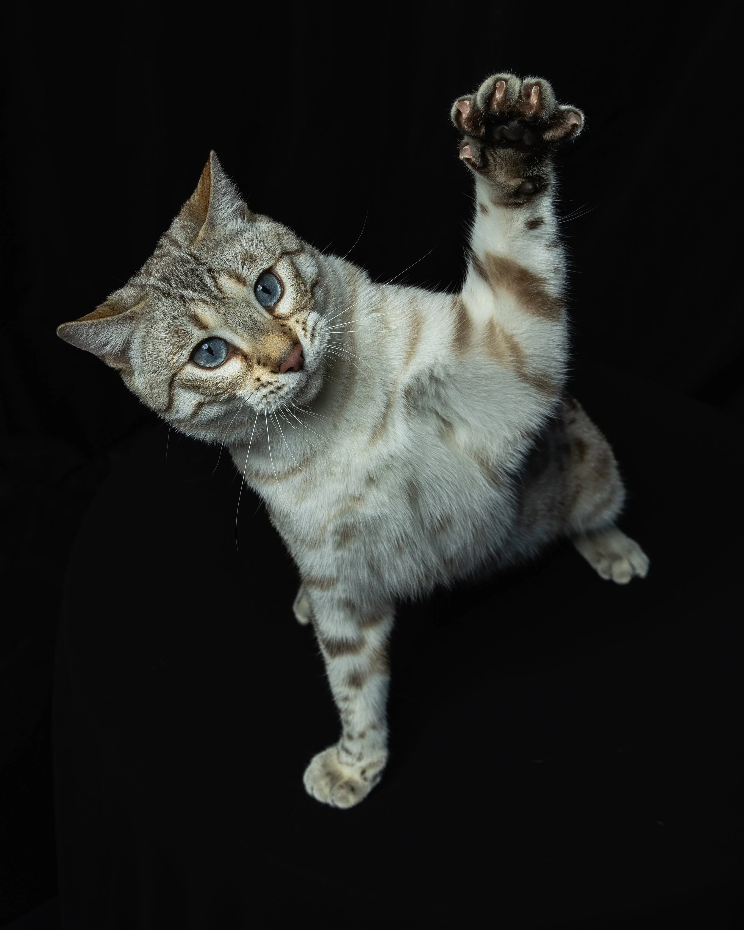 A gray tabby cat with blue eyes raising one paw against a black background.