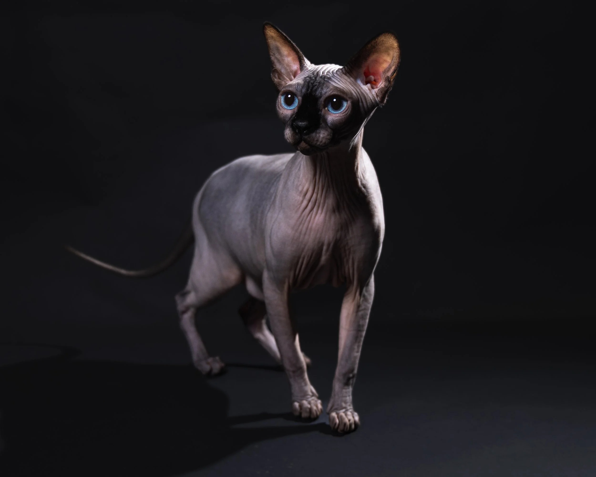 A Sphynx cat with blue eyes standing on a black background.