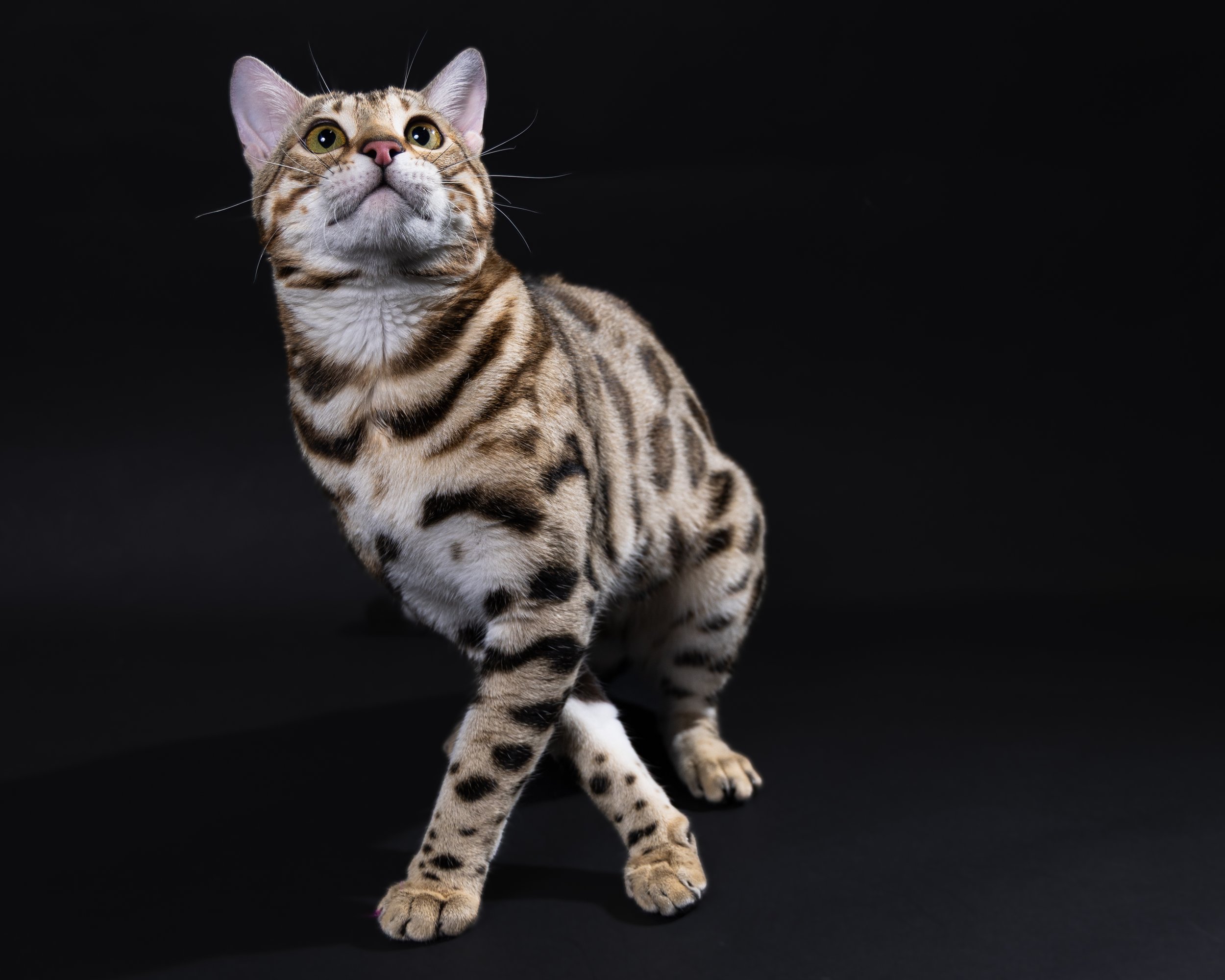 A striped Bengal cat looking upwards on a black background.