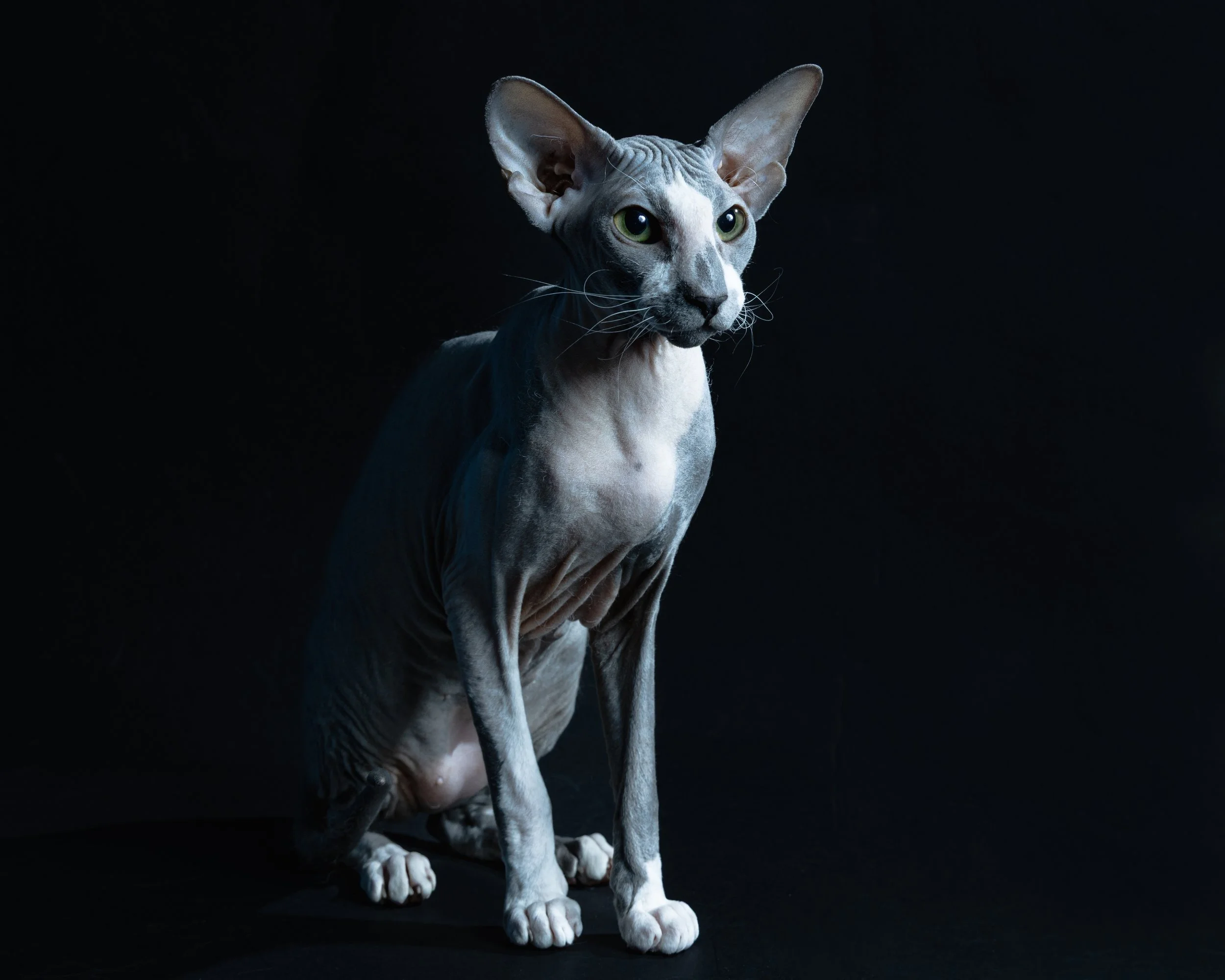 A Sphynx cat with large ears and green eyes sitting against a dark background