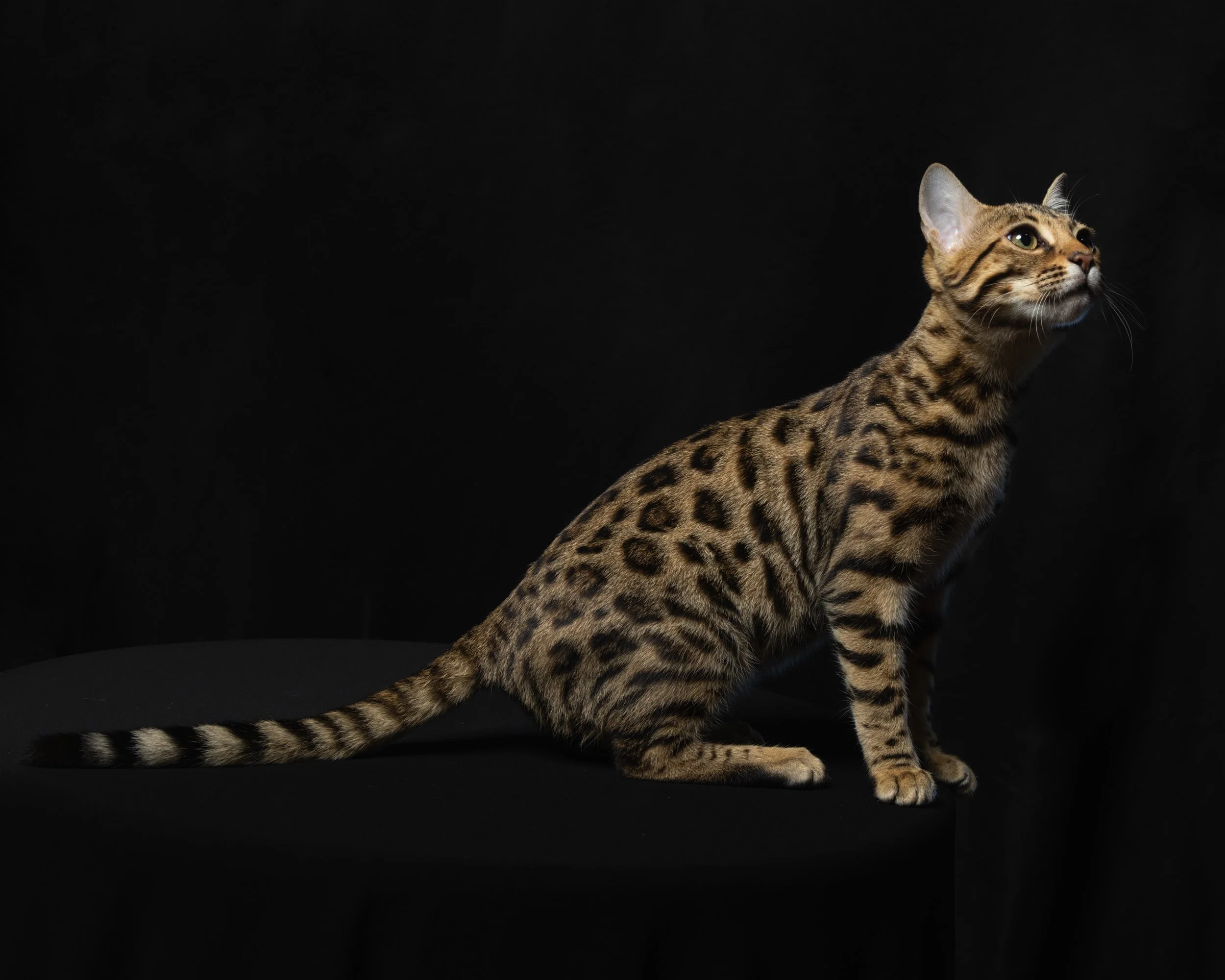 A Bengal cat with a spotted coat sitting on a black surface against a black background, looking upward.