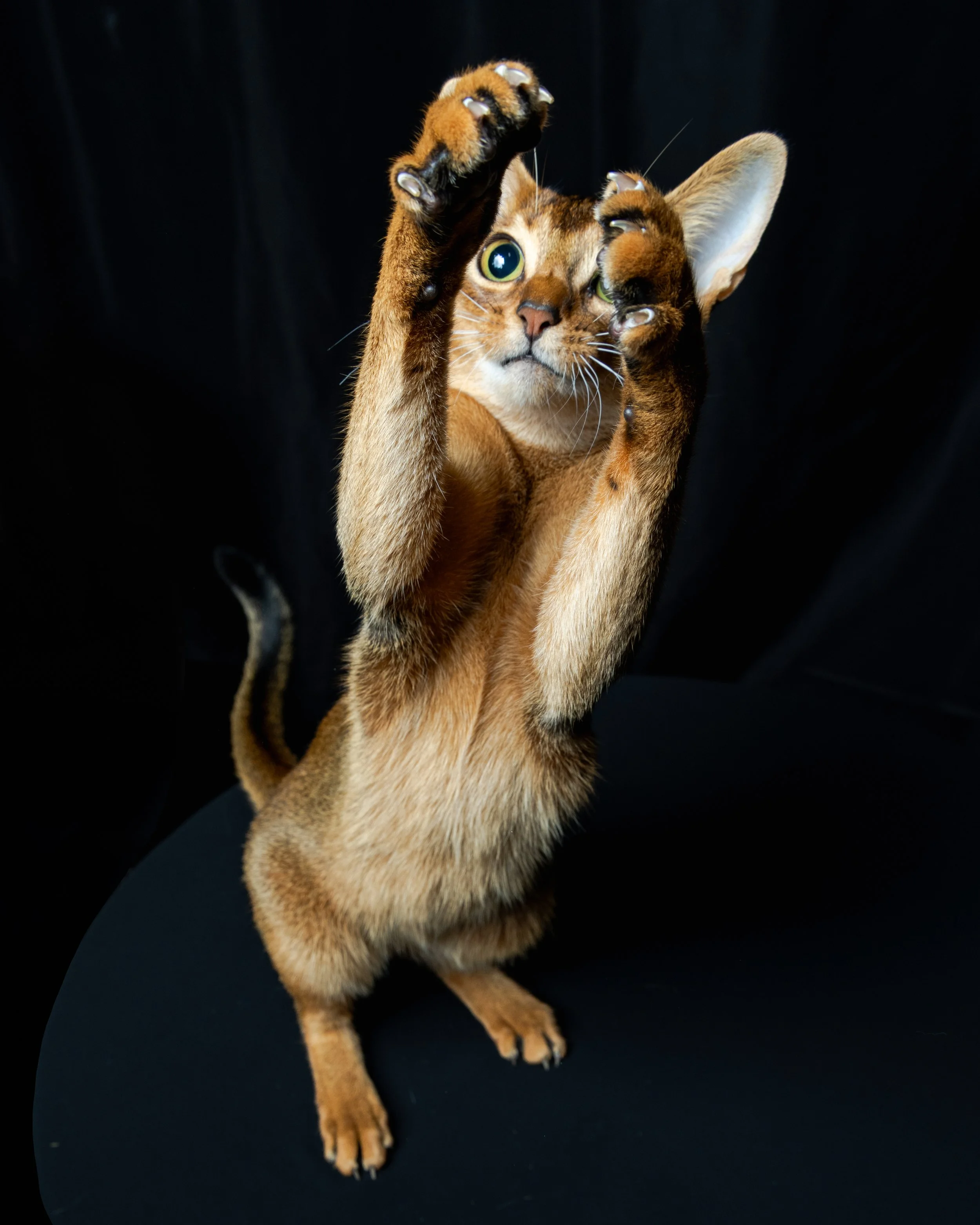 A Abyssinian cat standing on its hind legs with front paws raised, looking up with wide green eyes, set against a black background.