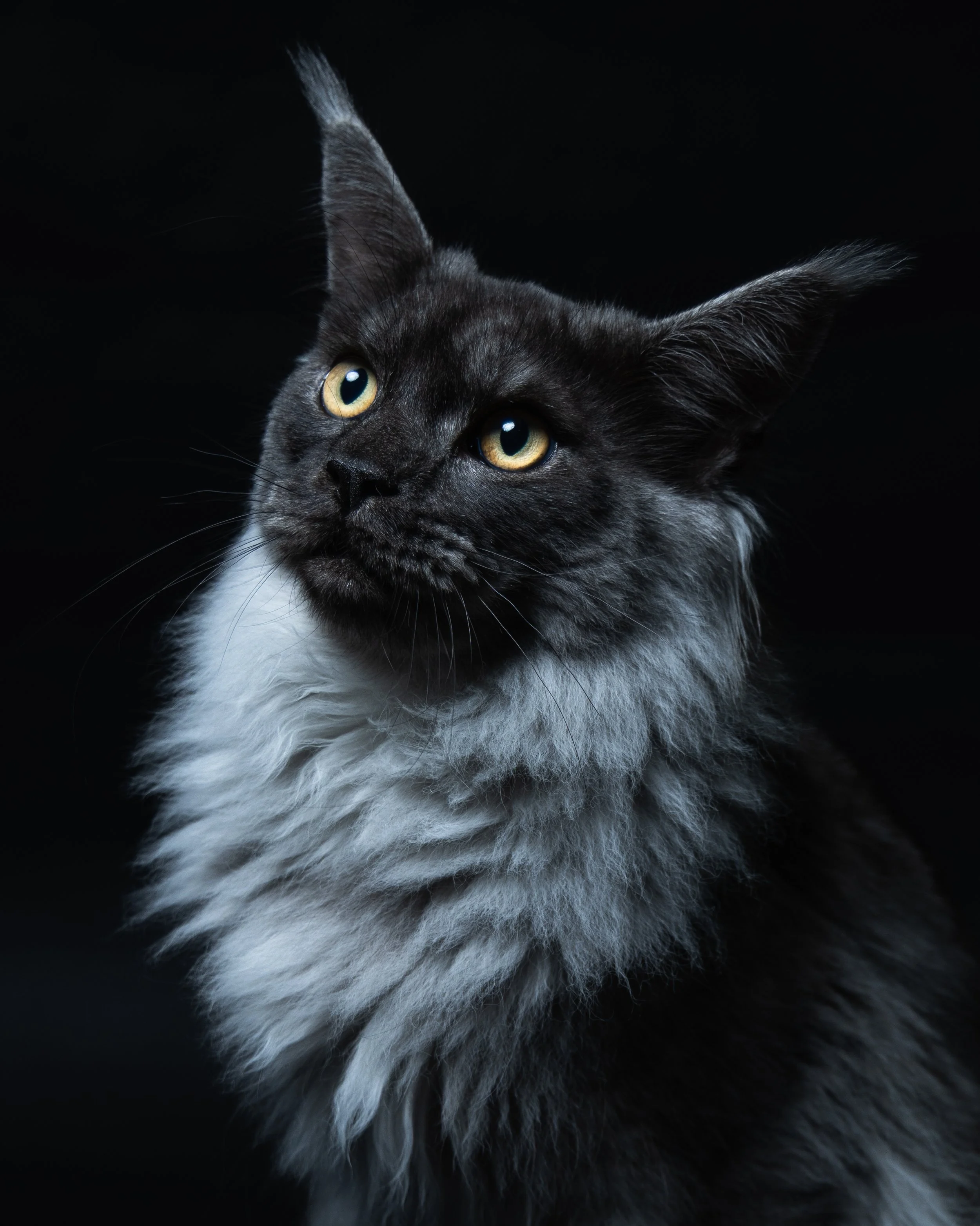 Close-up of a long-haired black and gray cat with yellow eyes against a black background.