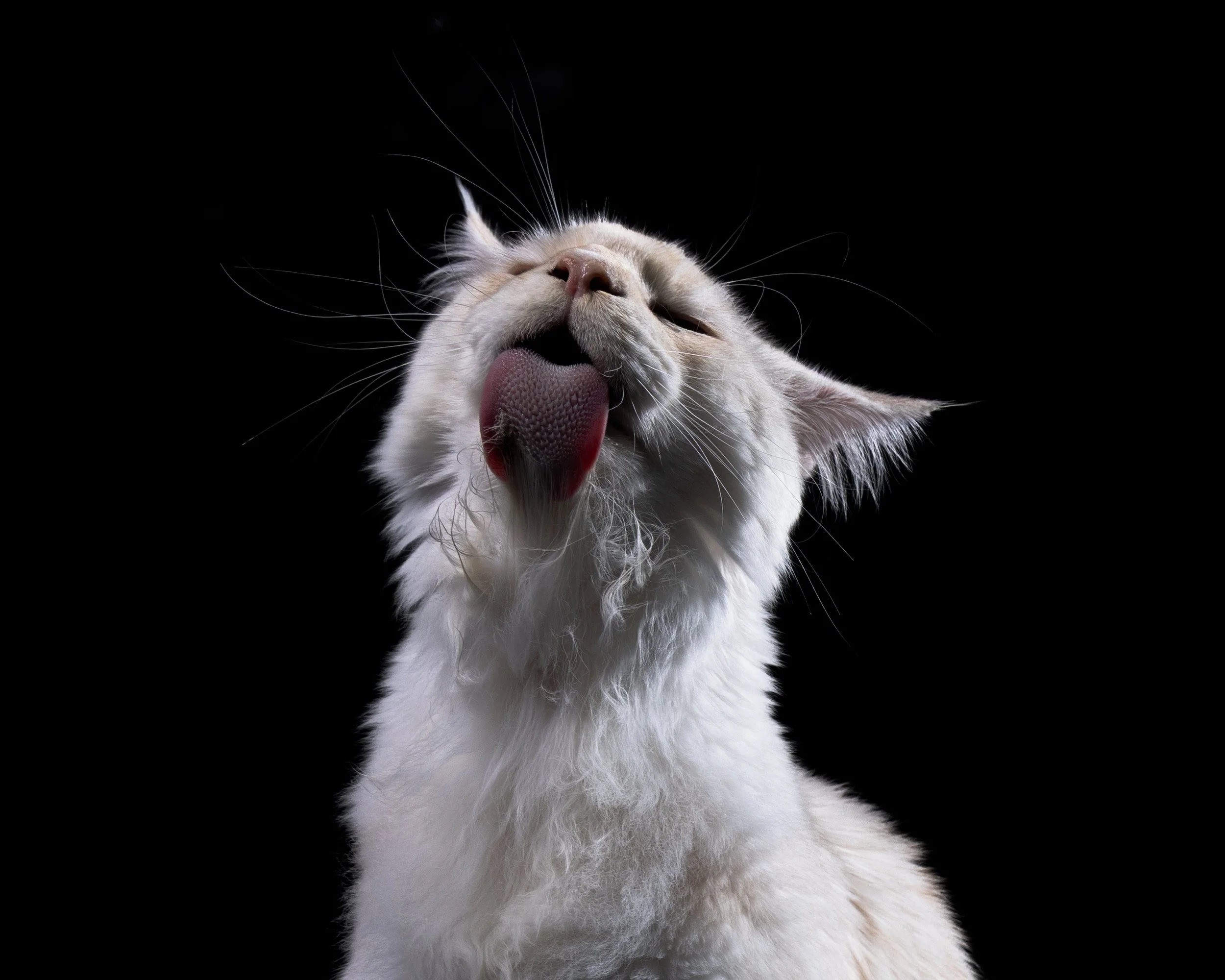A white cat with light brown markings licking its nose against a black background.