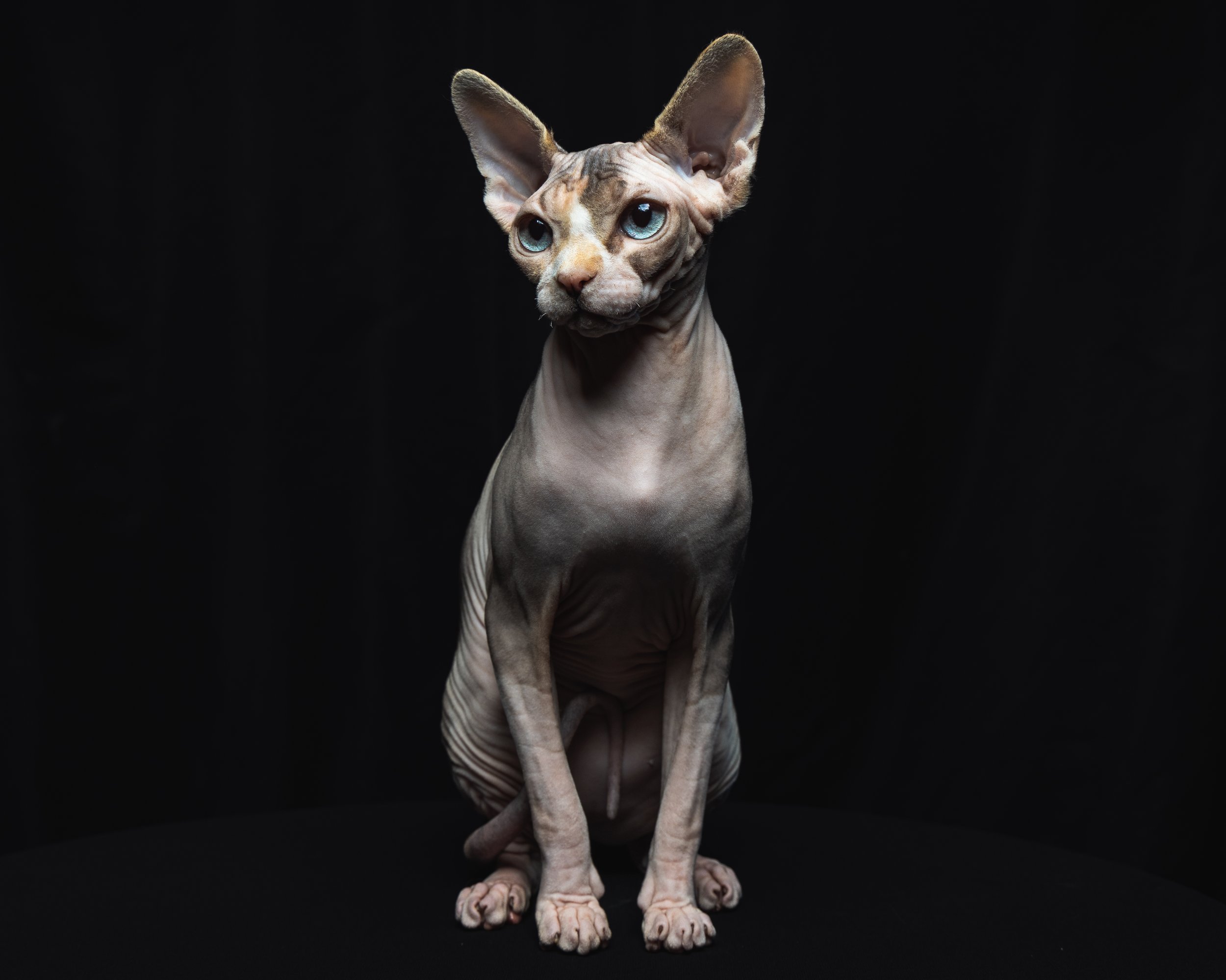 A hairless Sphynx cat with large ears, blue eyes, and light skin sitting against a black background.