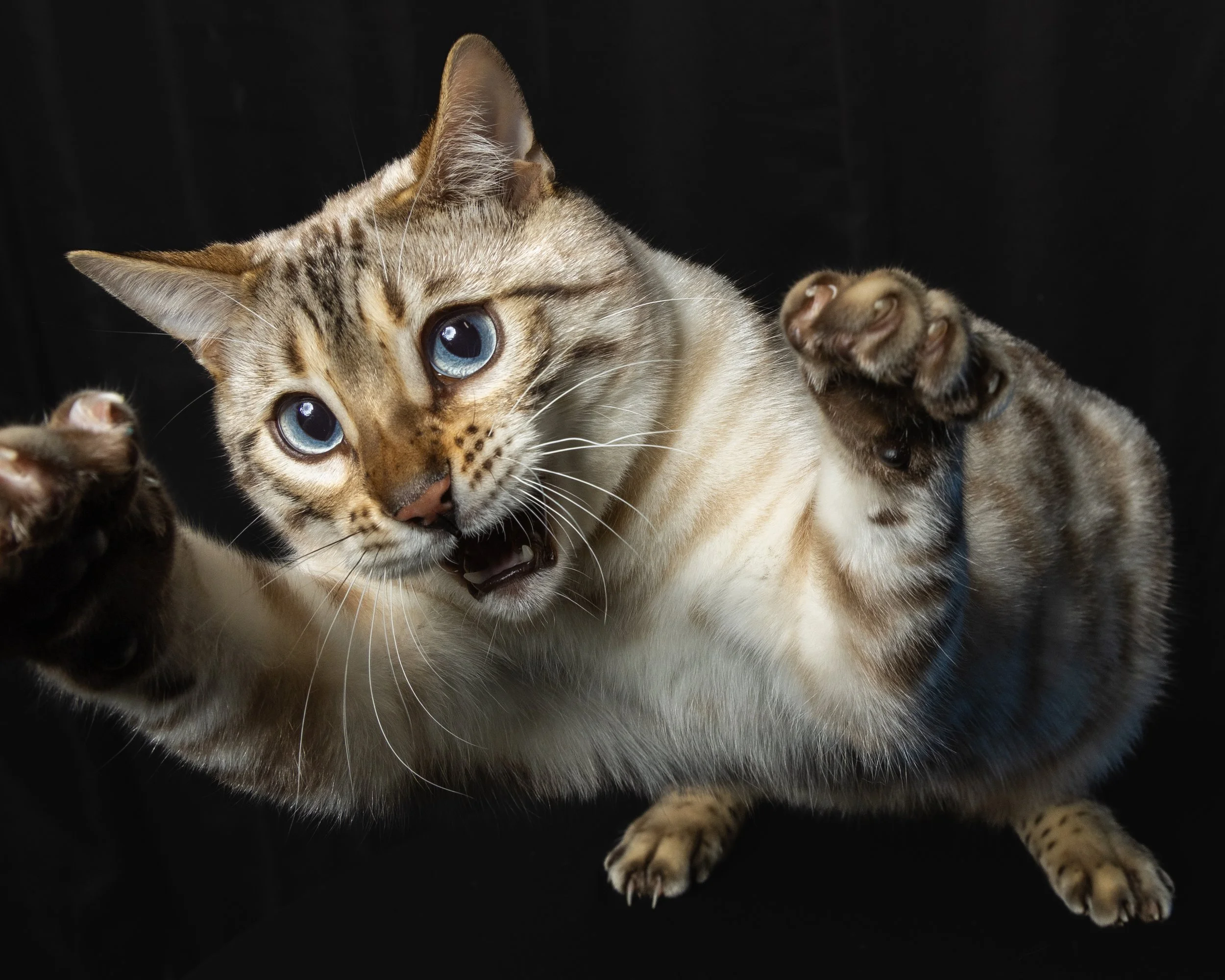A Bengal cat with blue eyes and a short coat playing with a small kitten against a black background.