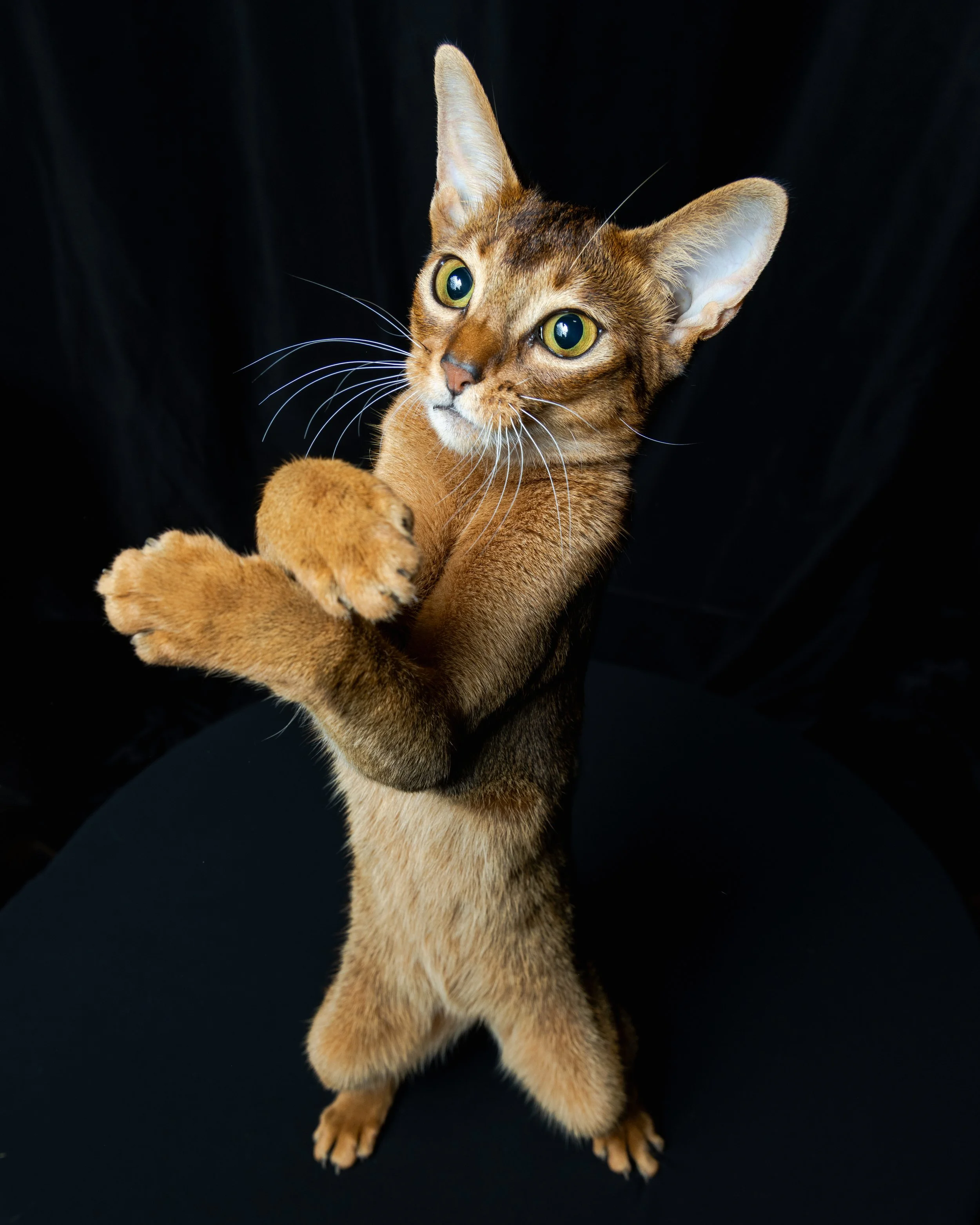 A brown domestic cat standing on its hind legs with crossed front paws, looking upward against a black background.