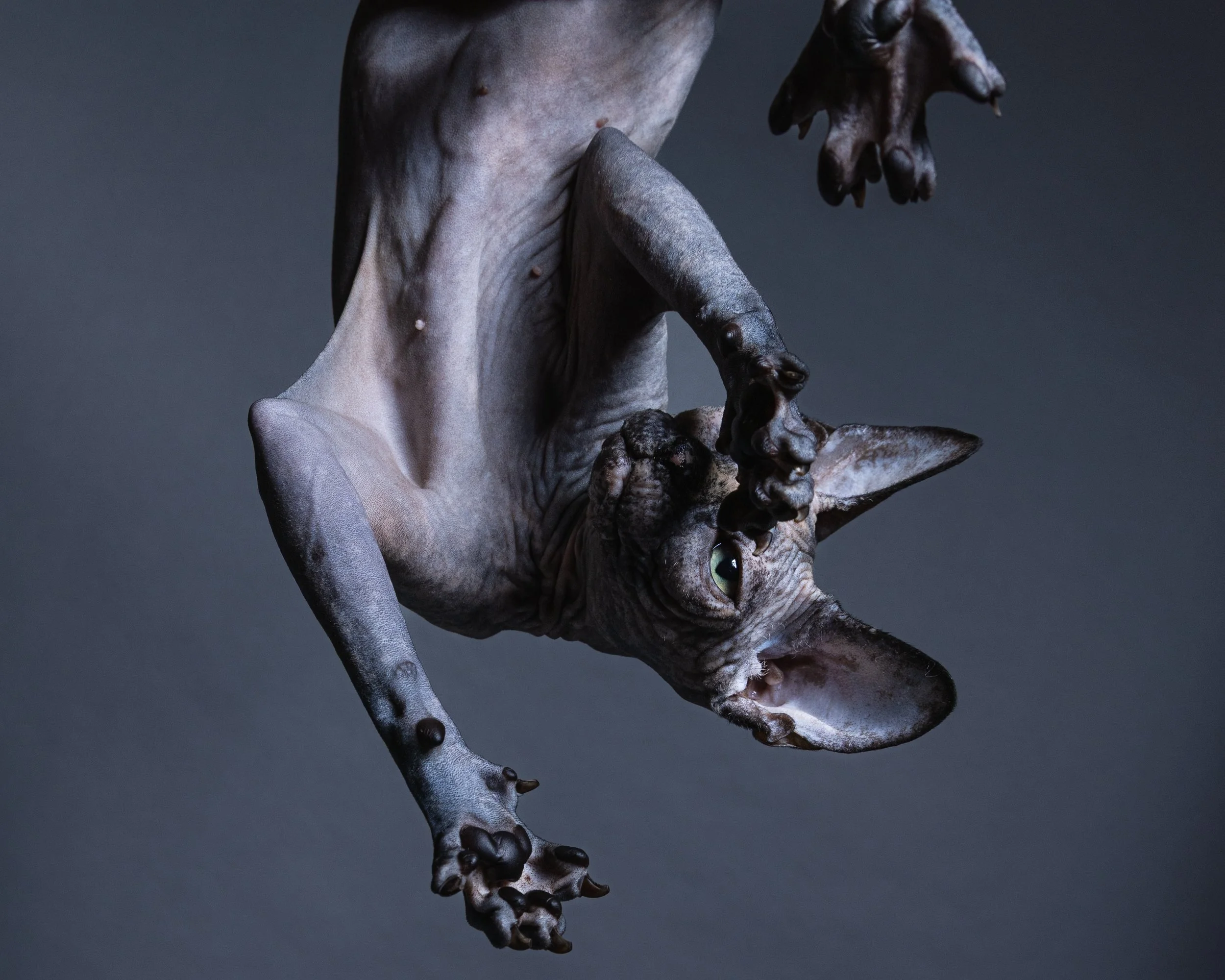 A close-up of a hairless cat, likely a Sphynx, lying on its side against a dark background, with its head turned towards the camera and its paws raised.