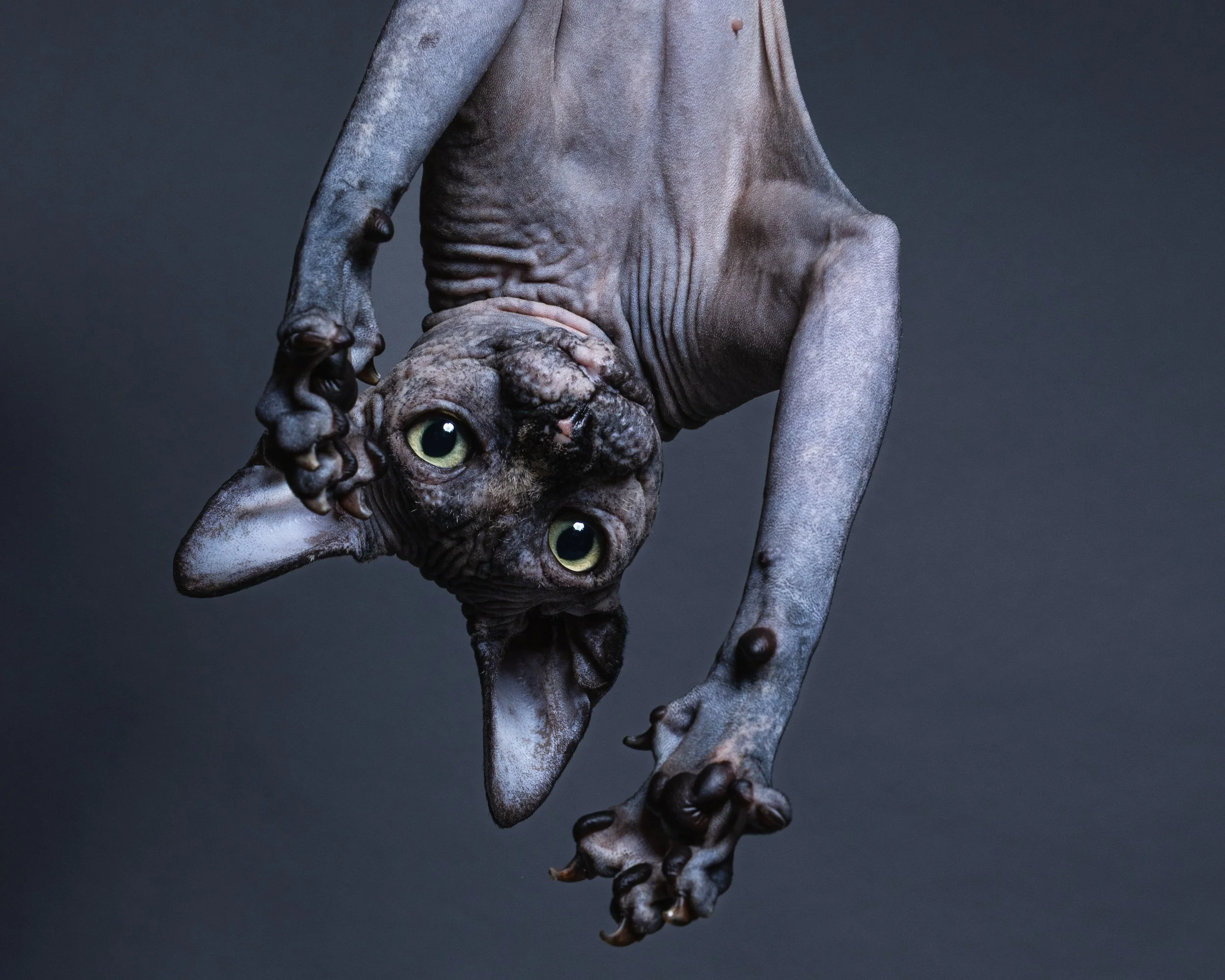 A hairless, grayish Sphynx cat hanging upside down against a dark background, looking directly at the camera.
