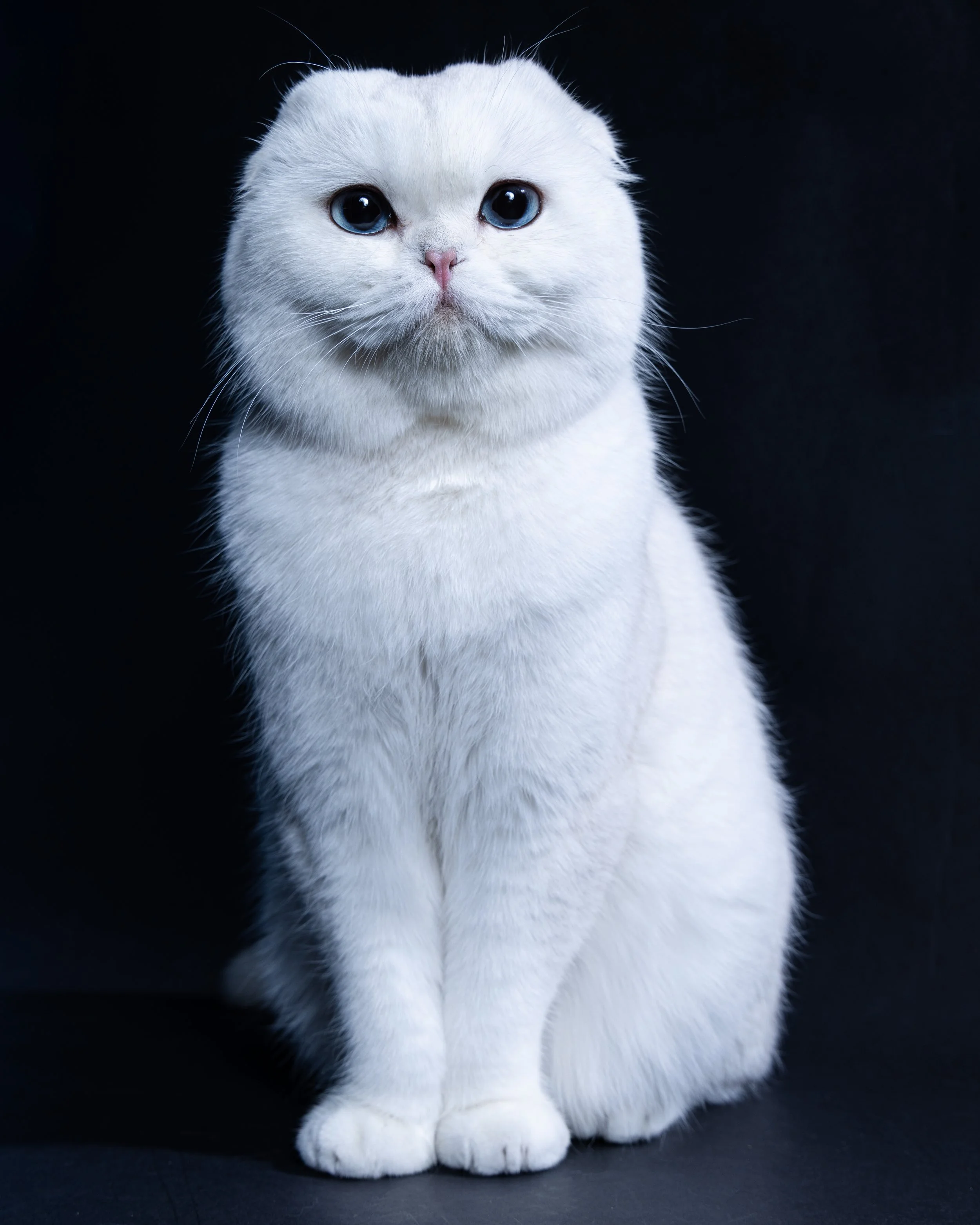 White Scottish Fold cat sitting against a black background.