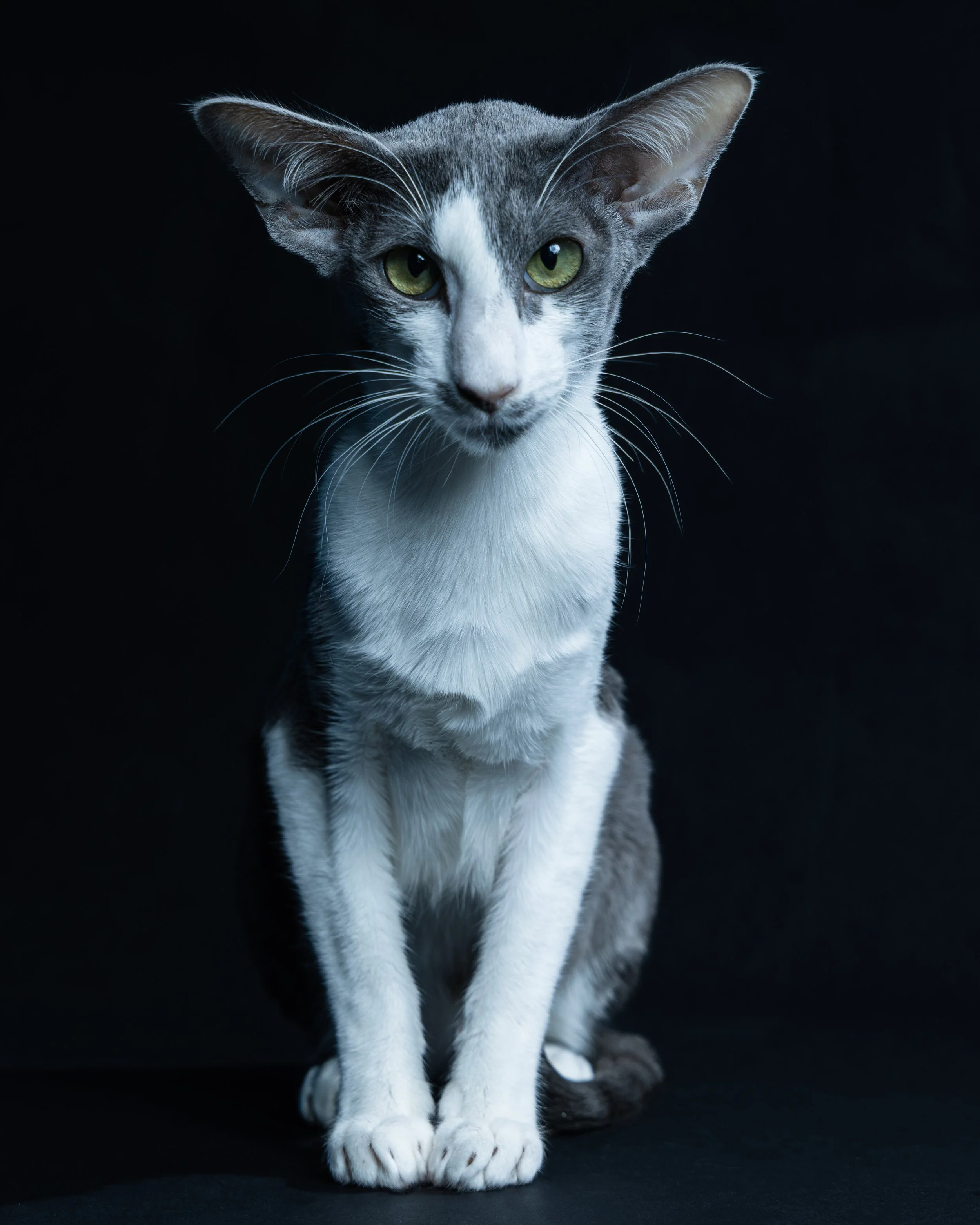 Gray and white cat with green eyes sitting against a black background.