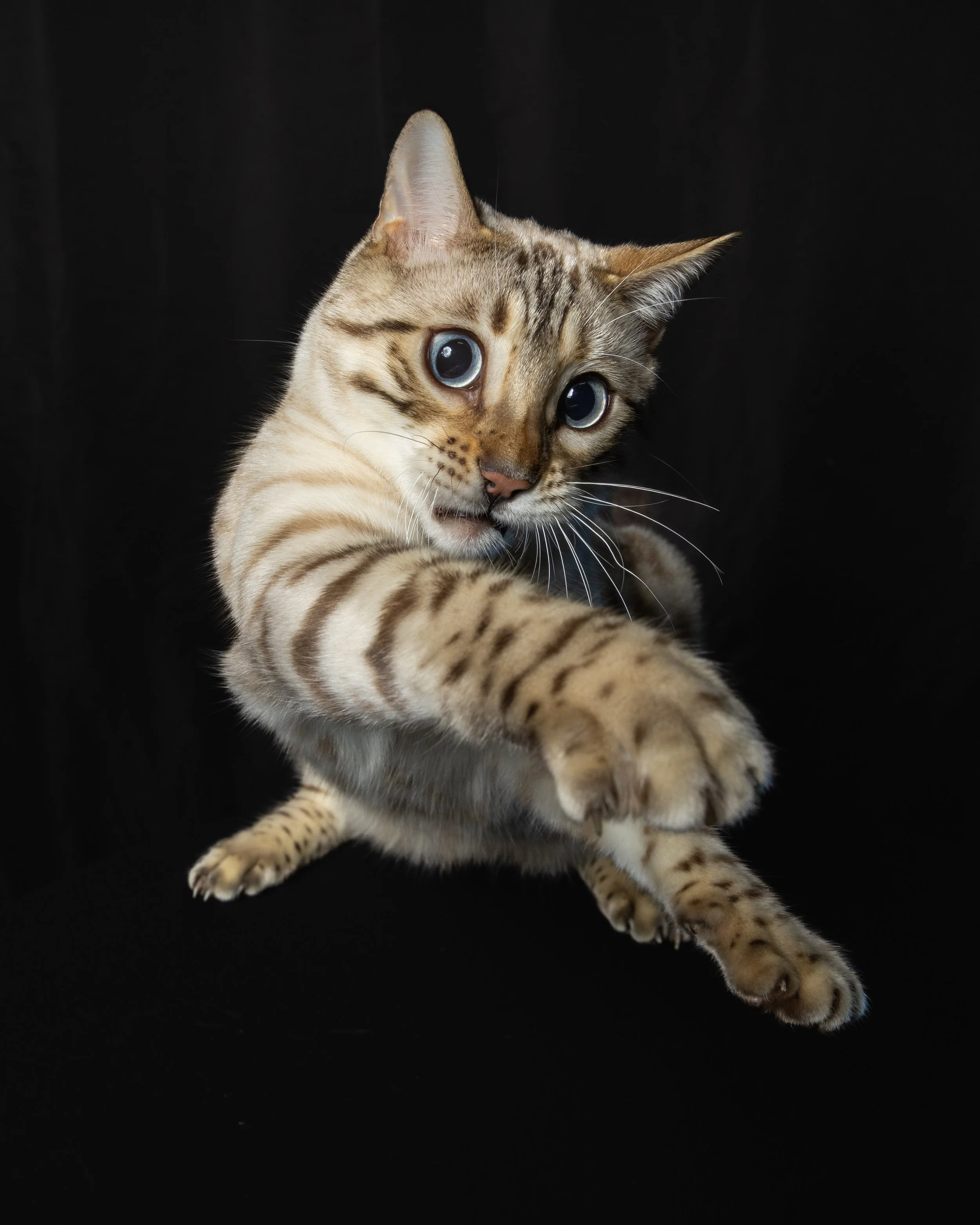 A Bengal cat with large blue eyes and light brown fur with dark spots, reaching out with its paw against a black background.