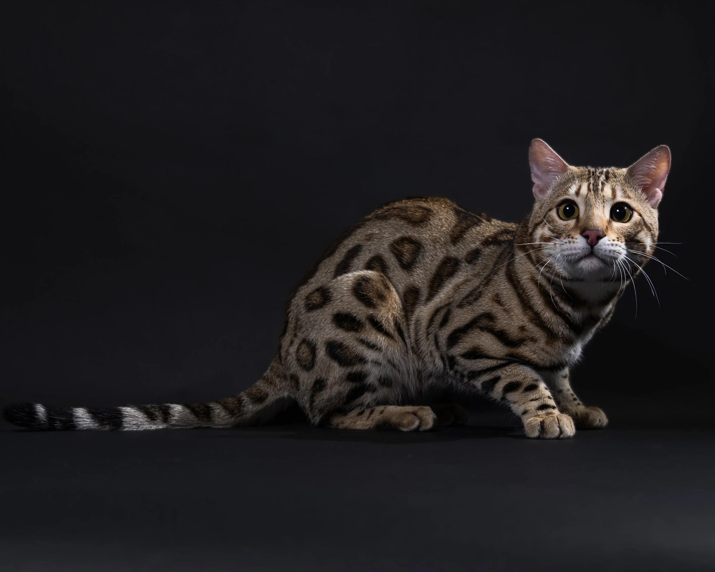 A Bengal cat with a spotted coat sitting on a black background, looking directly at the camera.