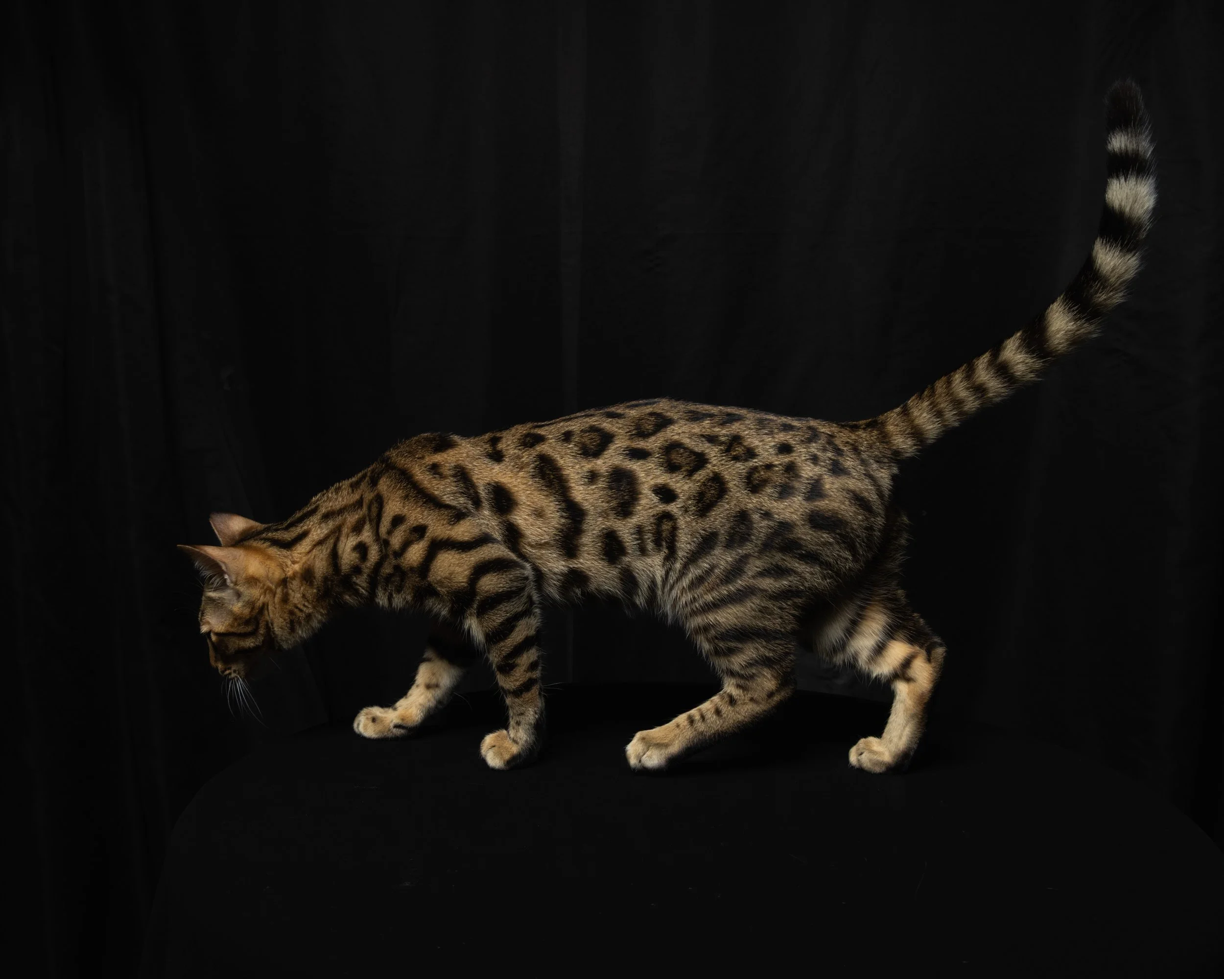 A Bengal cat with a spotted coat walking on a black surface against a black background.