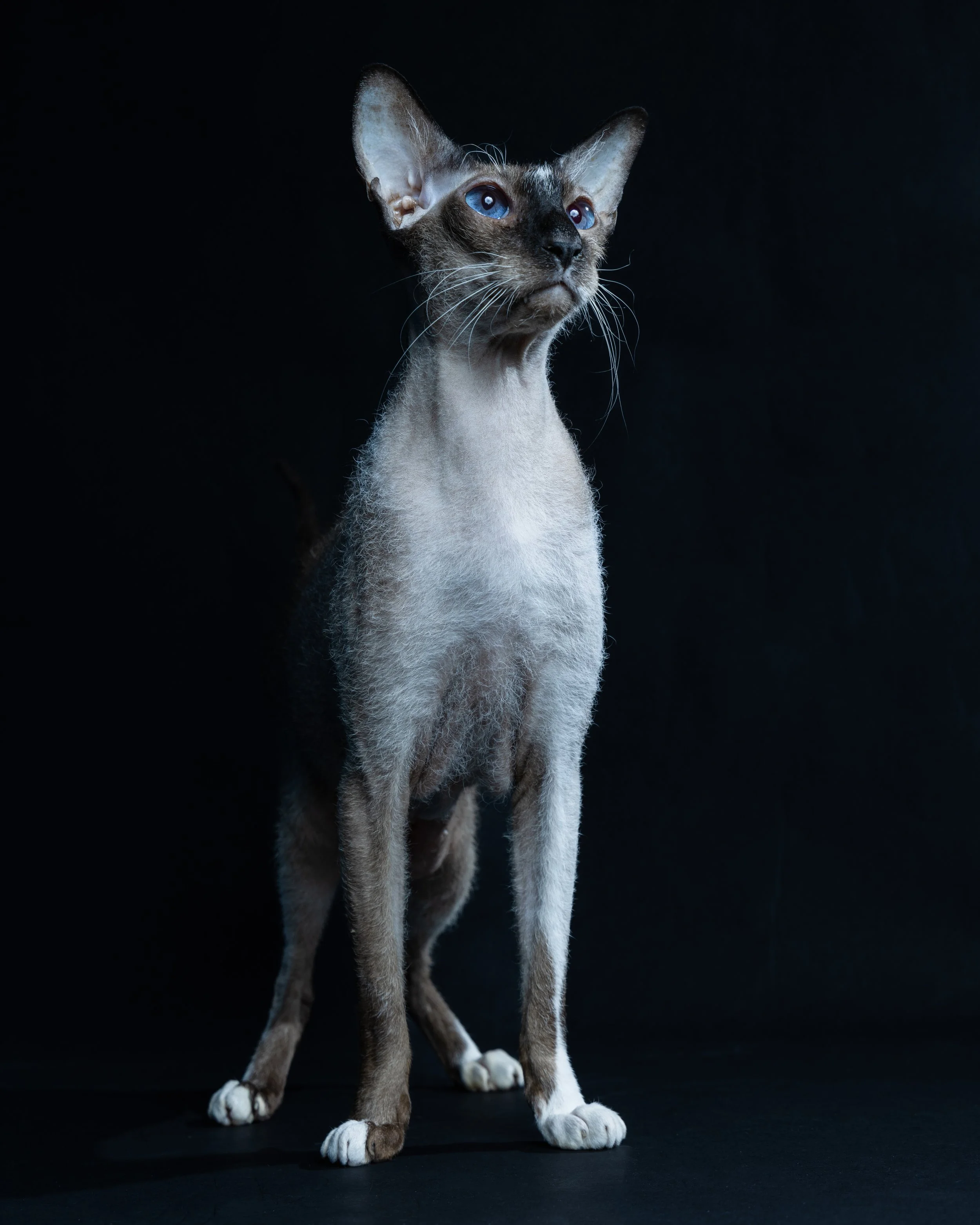 A Siamese cat with blue eyes sitting on a dark surface in front of a dark background.