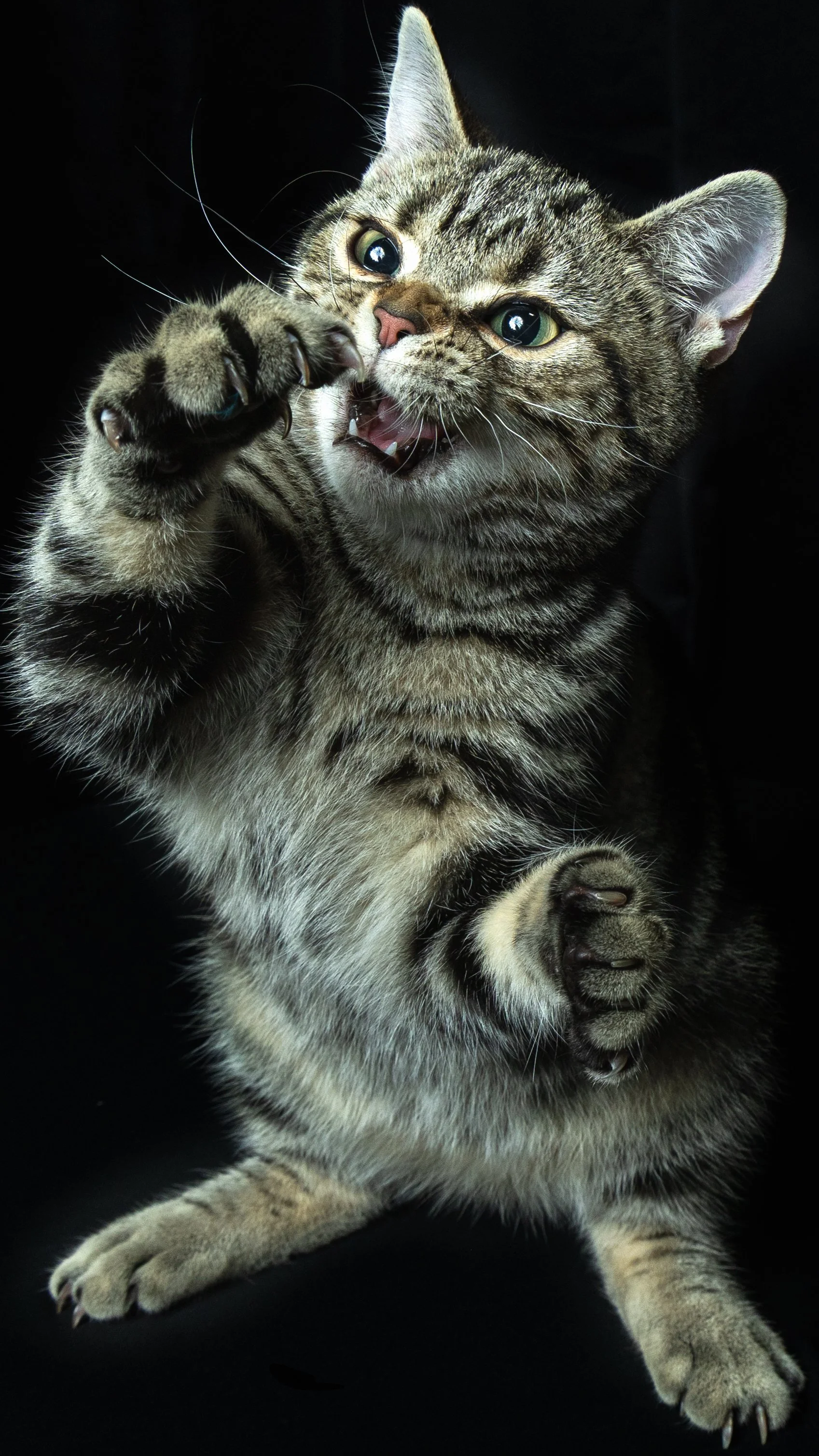 A tabby kitten with green eyes and a pink nose, playfully biting its paw against a black background.