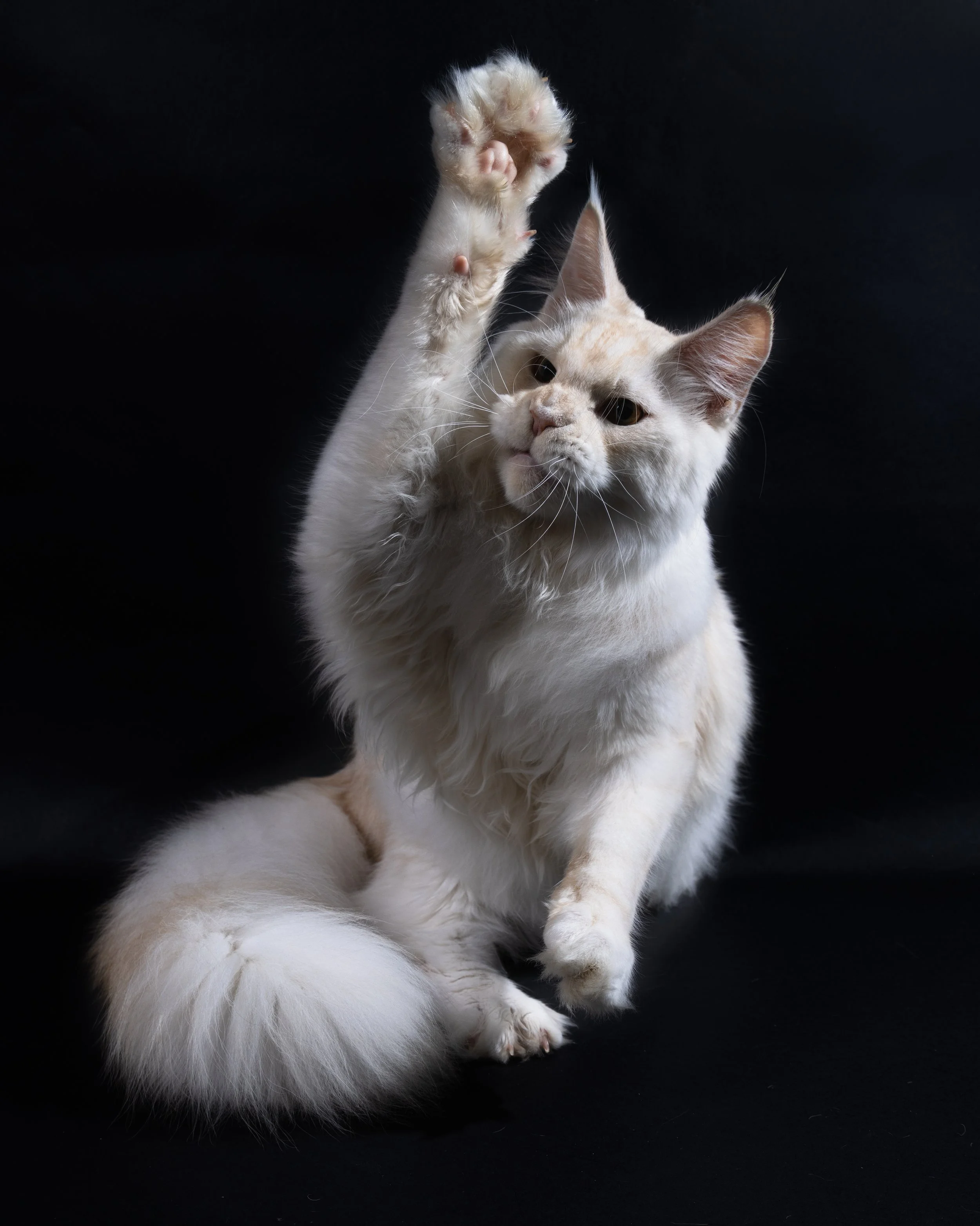 White cat with cream markings and fluffy tail raising its paw against a black background.