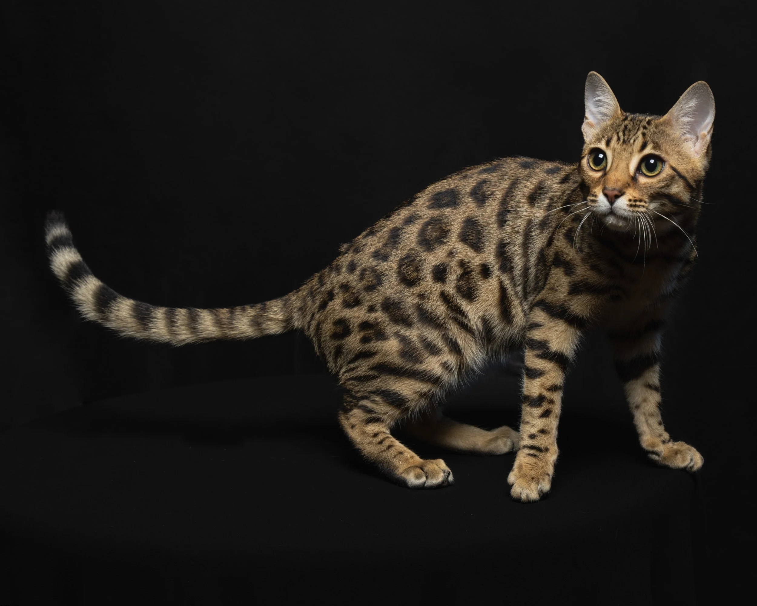 A Bengal cat with a spotted coat sitting on a black surface against a black background, looking to the right.
