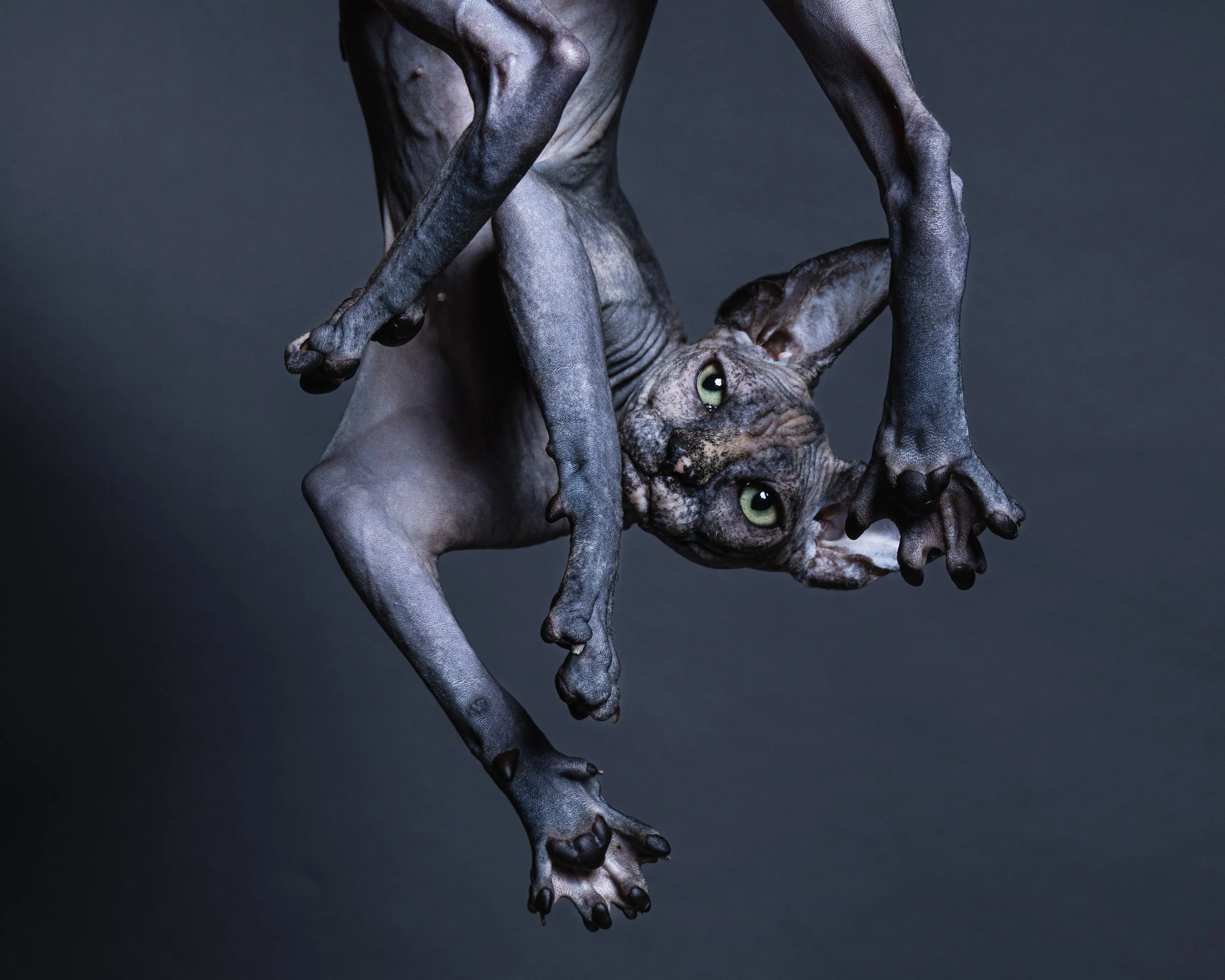 A Sphynx cat hangs upside down with paws extended, looking at the camera against a dark background.