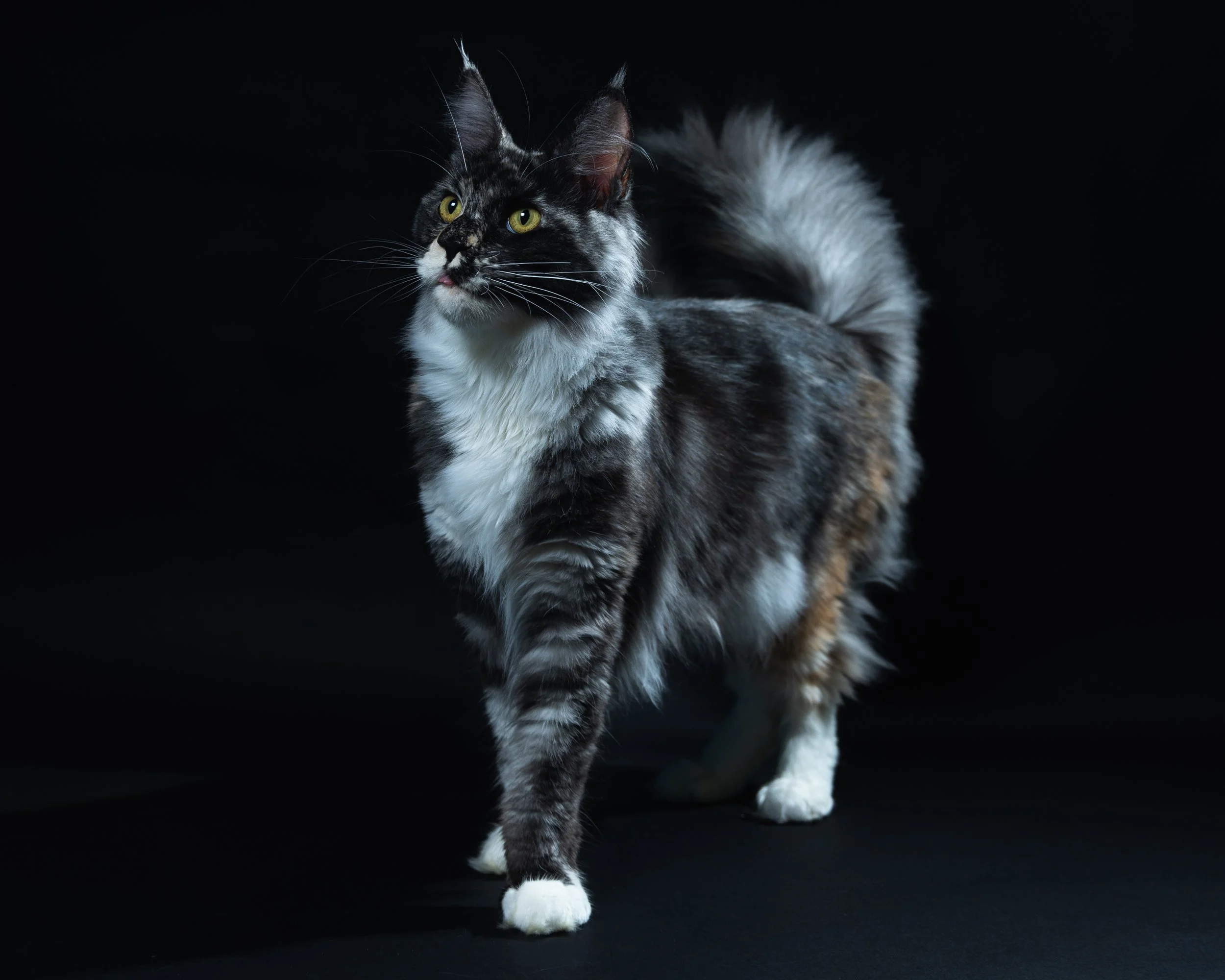 A long-haired calico cat walking on a black background.